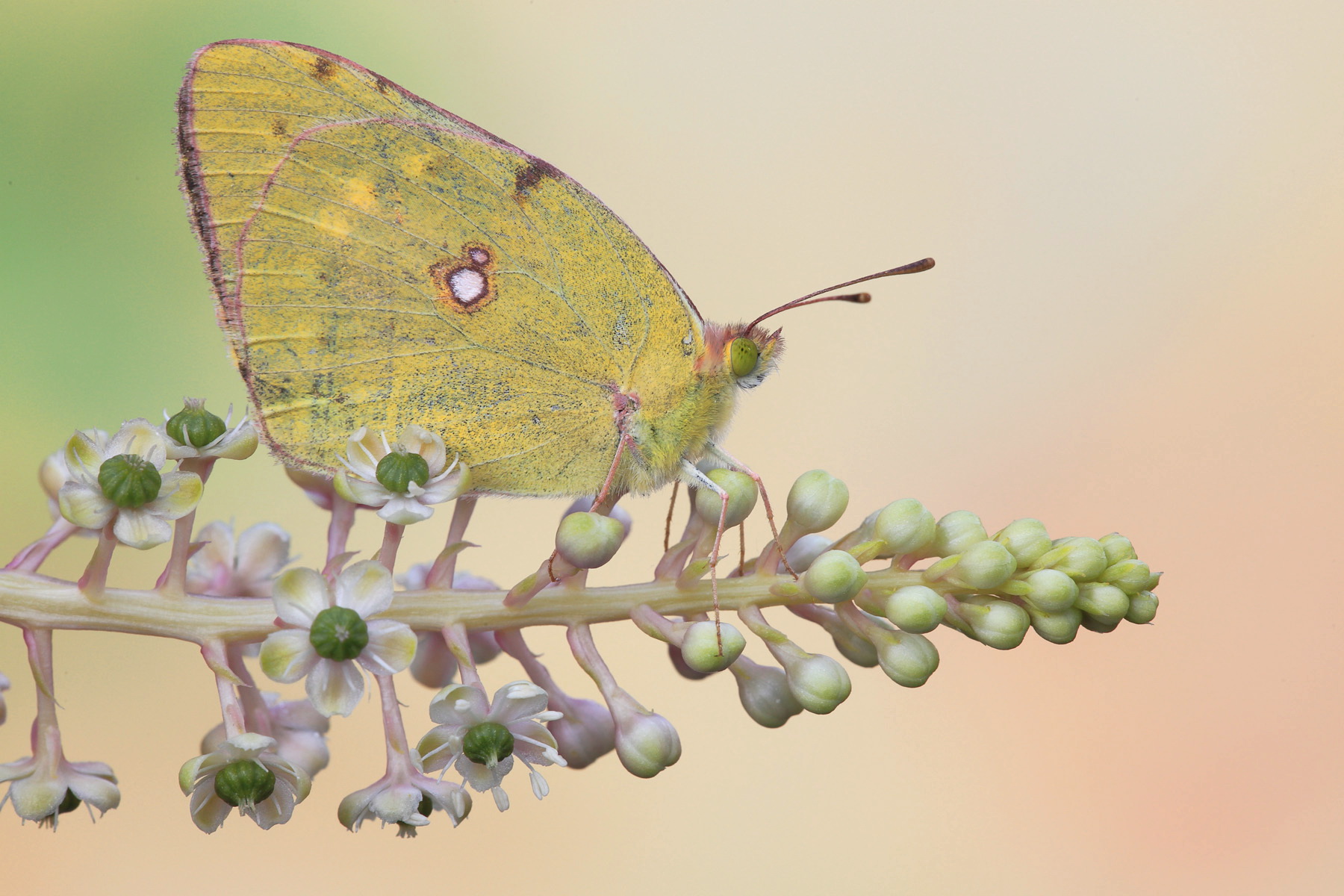 Colias crocea