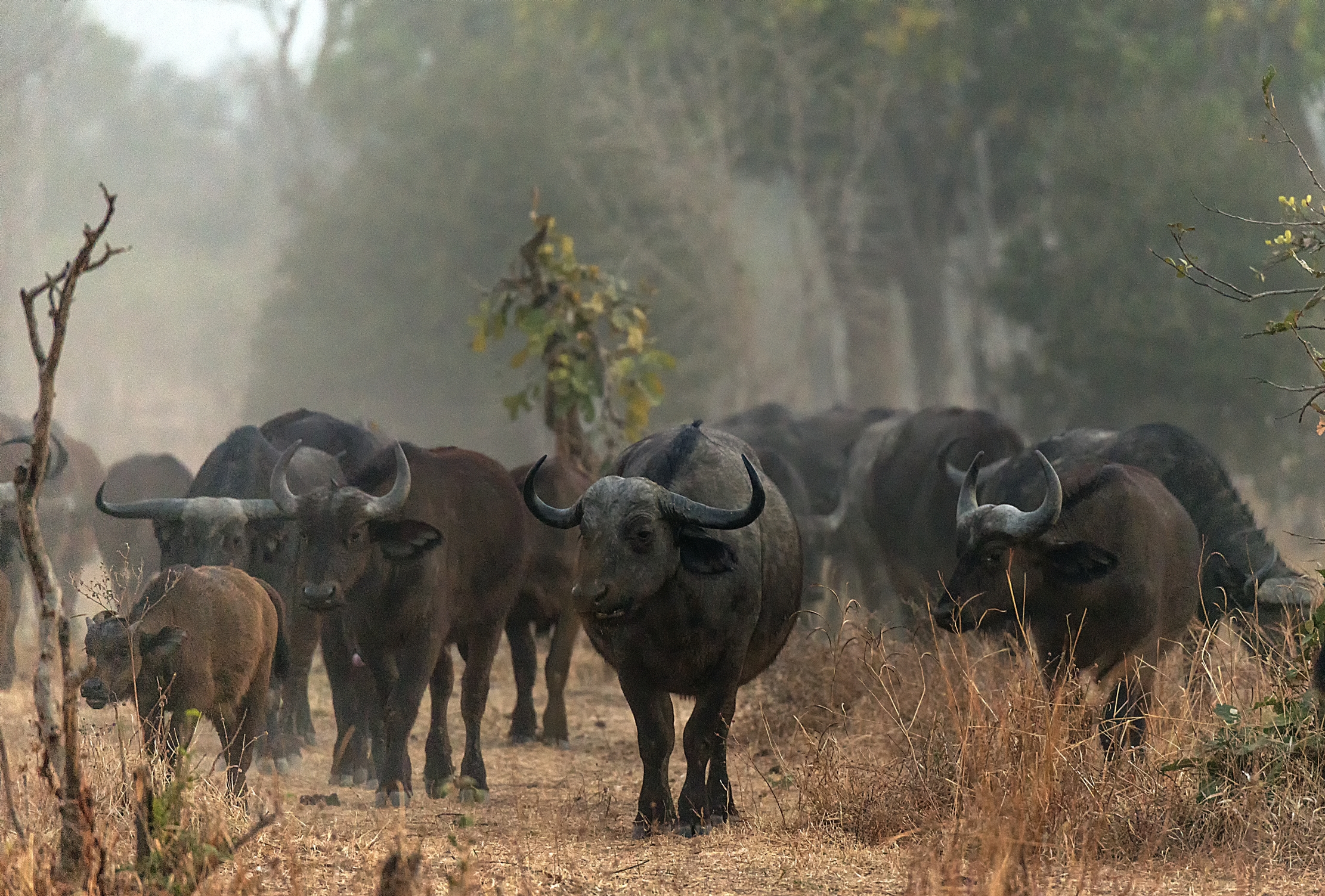 Zambia 2015 - All'albeggiare nel south Luangwa
