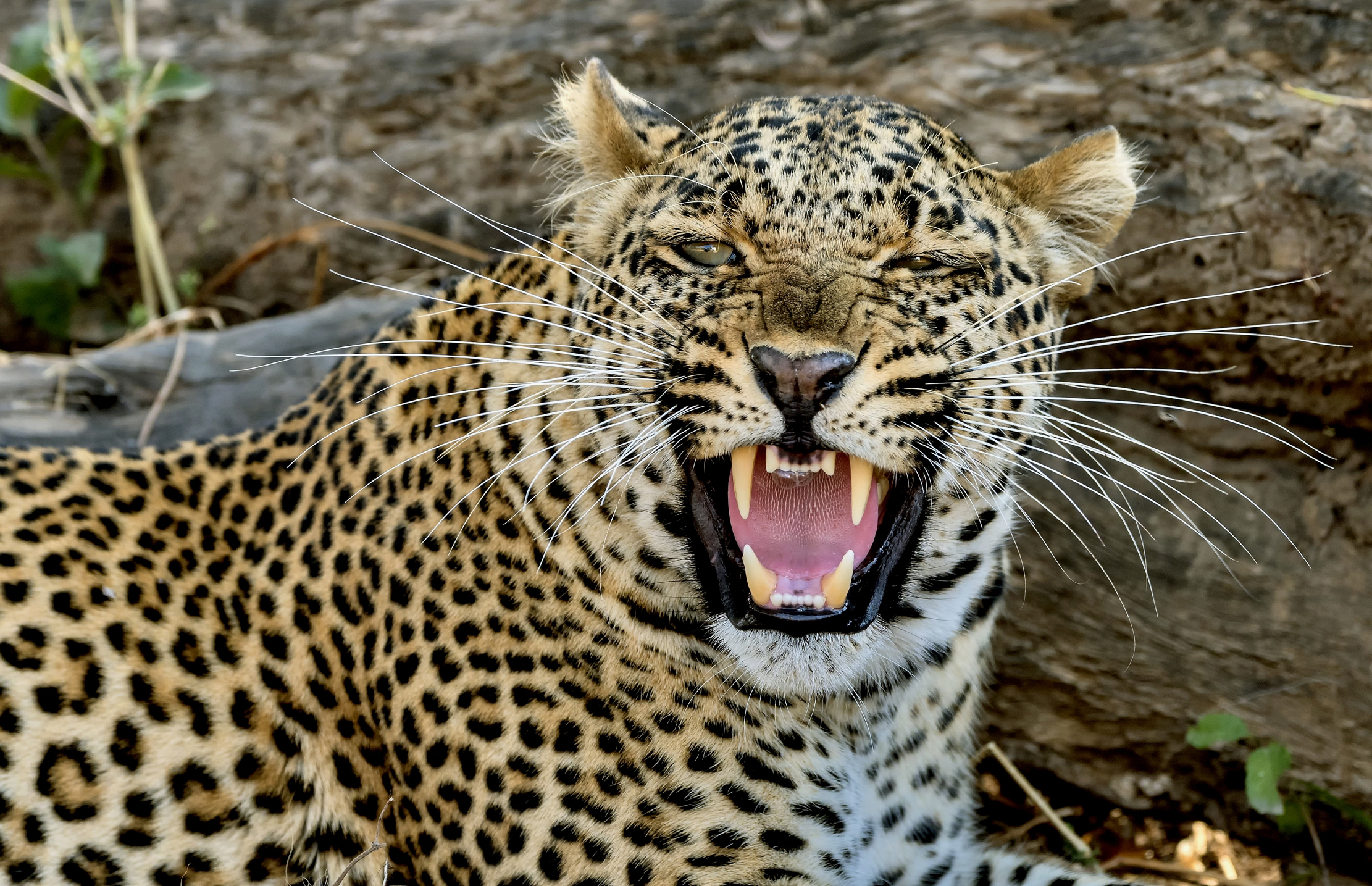 Zambia 2015 - Ringhio!