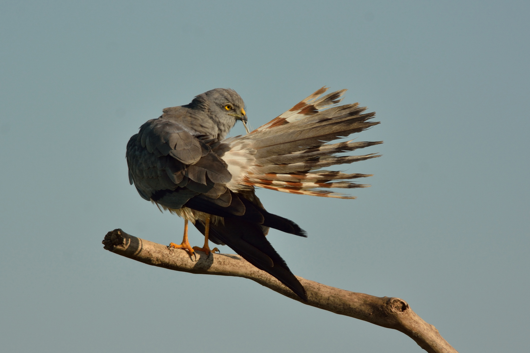 Harrier: cleaning the plumage