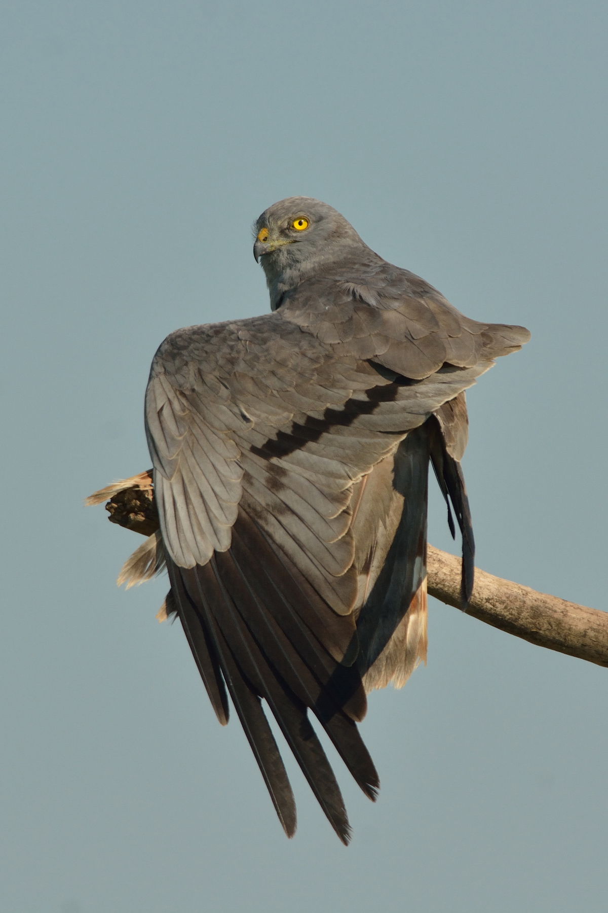 Harrier: sgranchitina