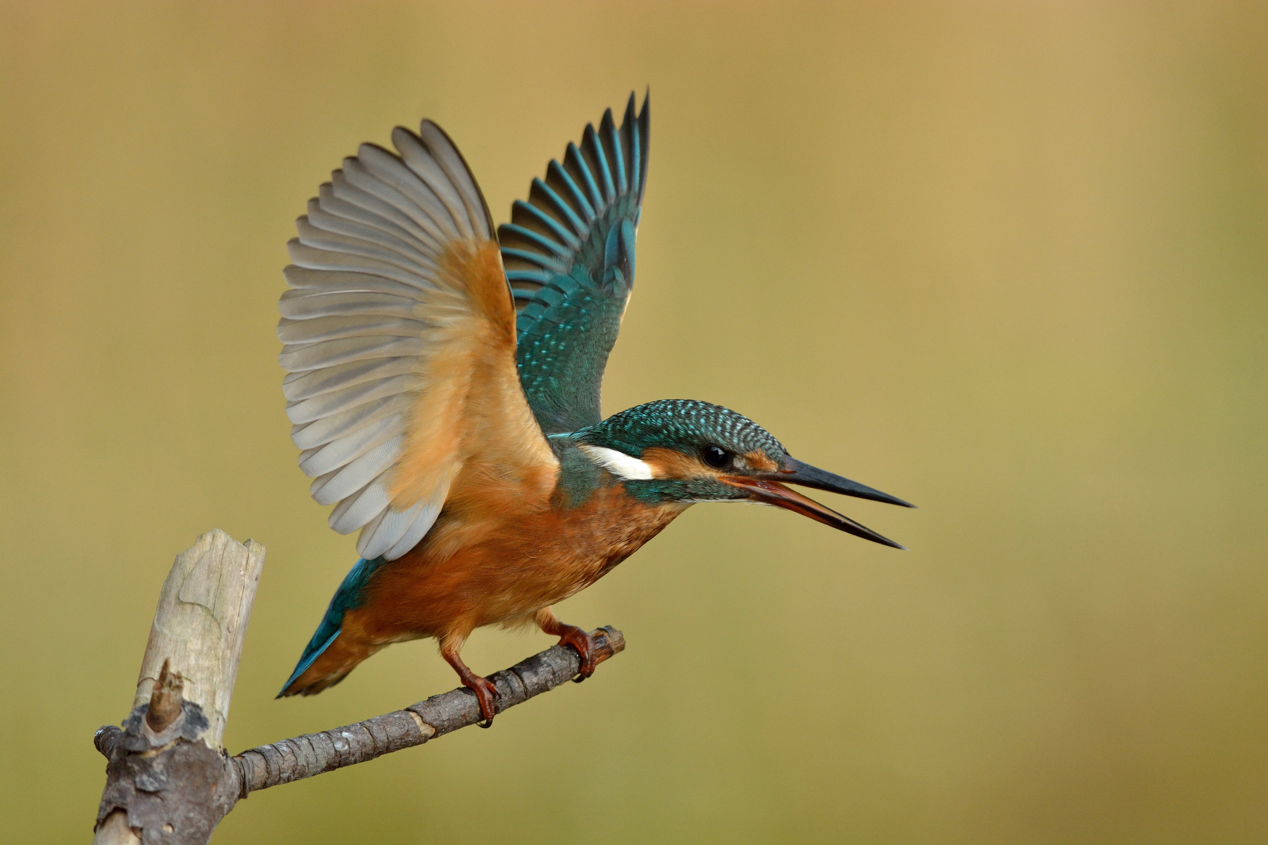 Martino:difesa territoriale