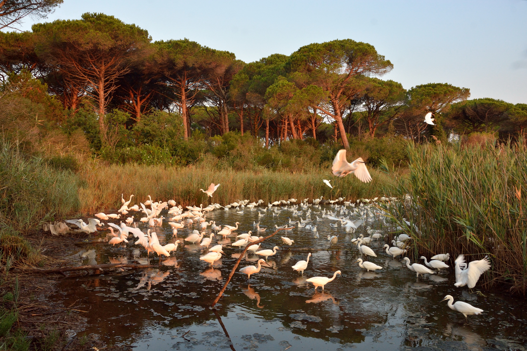 Il raduno delle Garzette