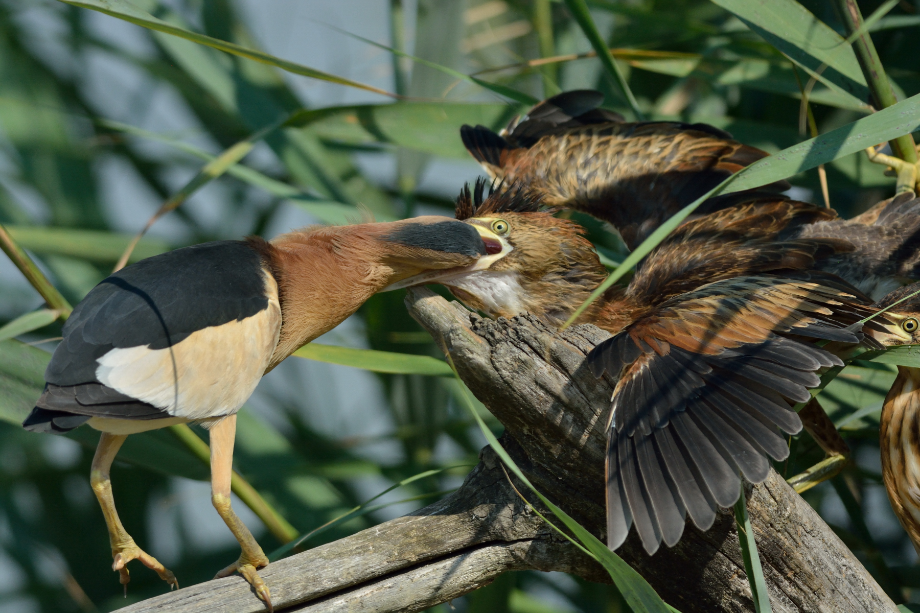 L'imbeccata del Tarabusino
