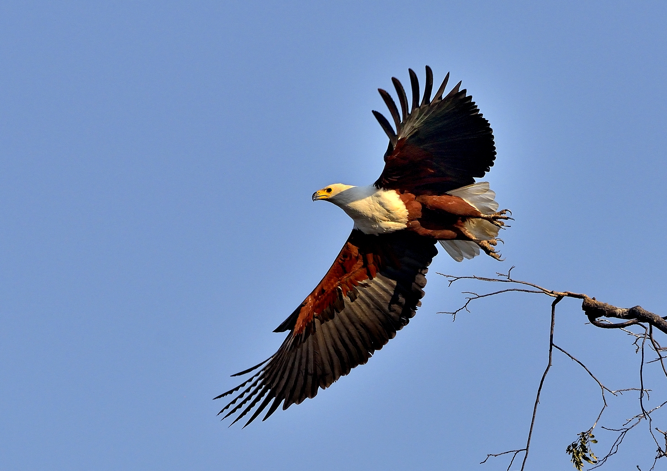 Zambia 2015 - Fish eagle