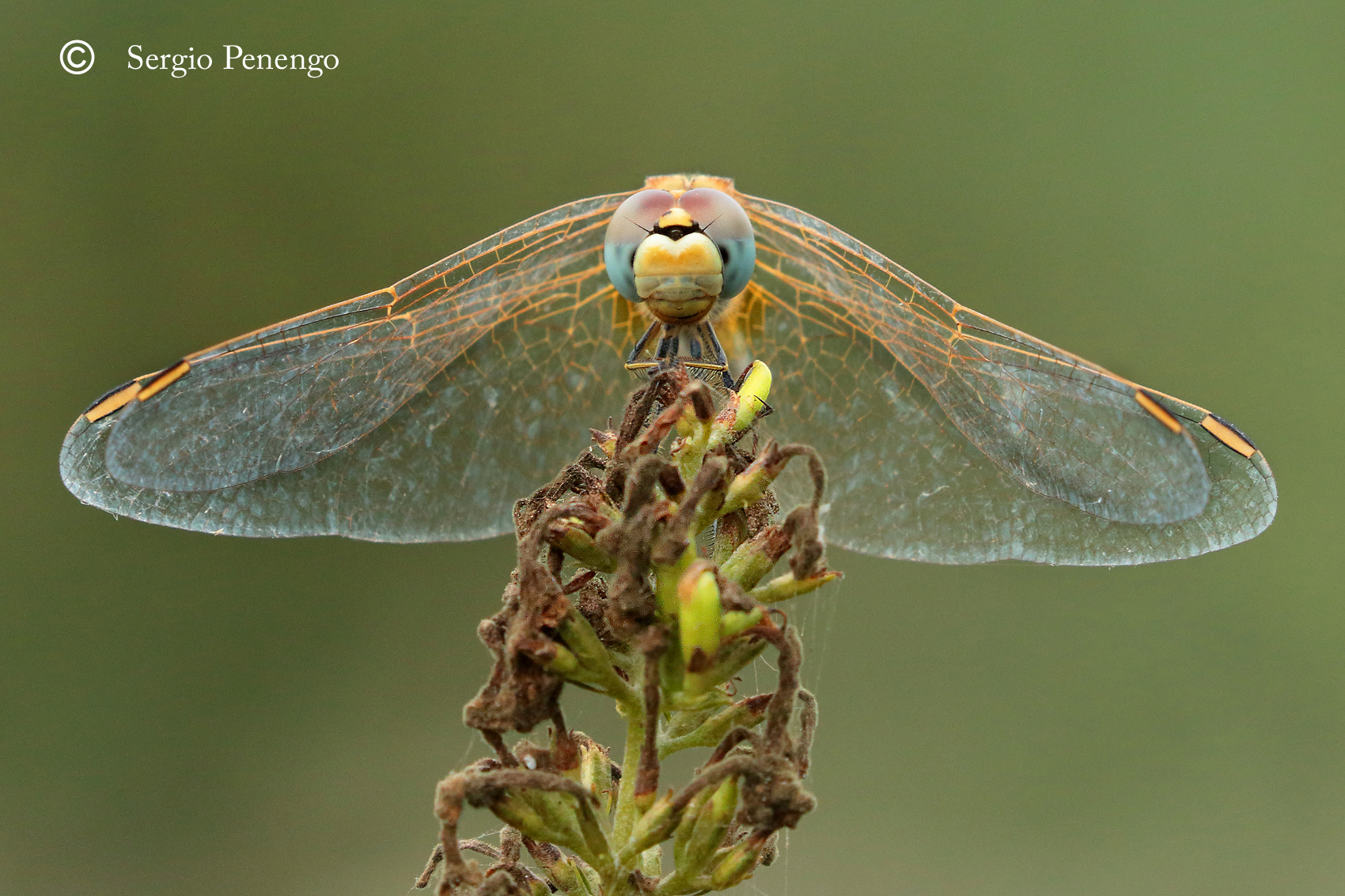"Guardami negli occhi"