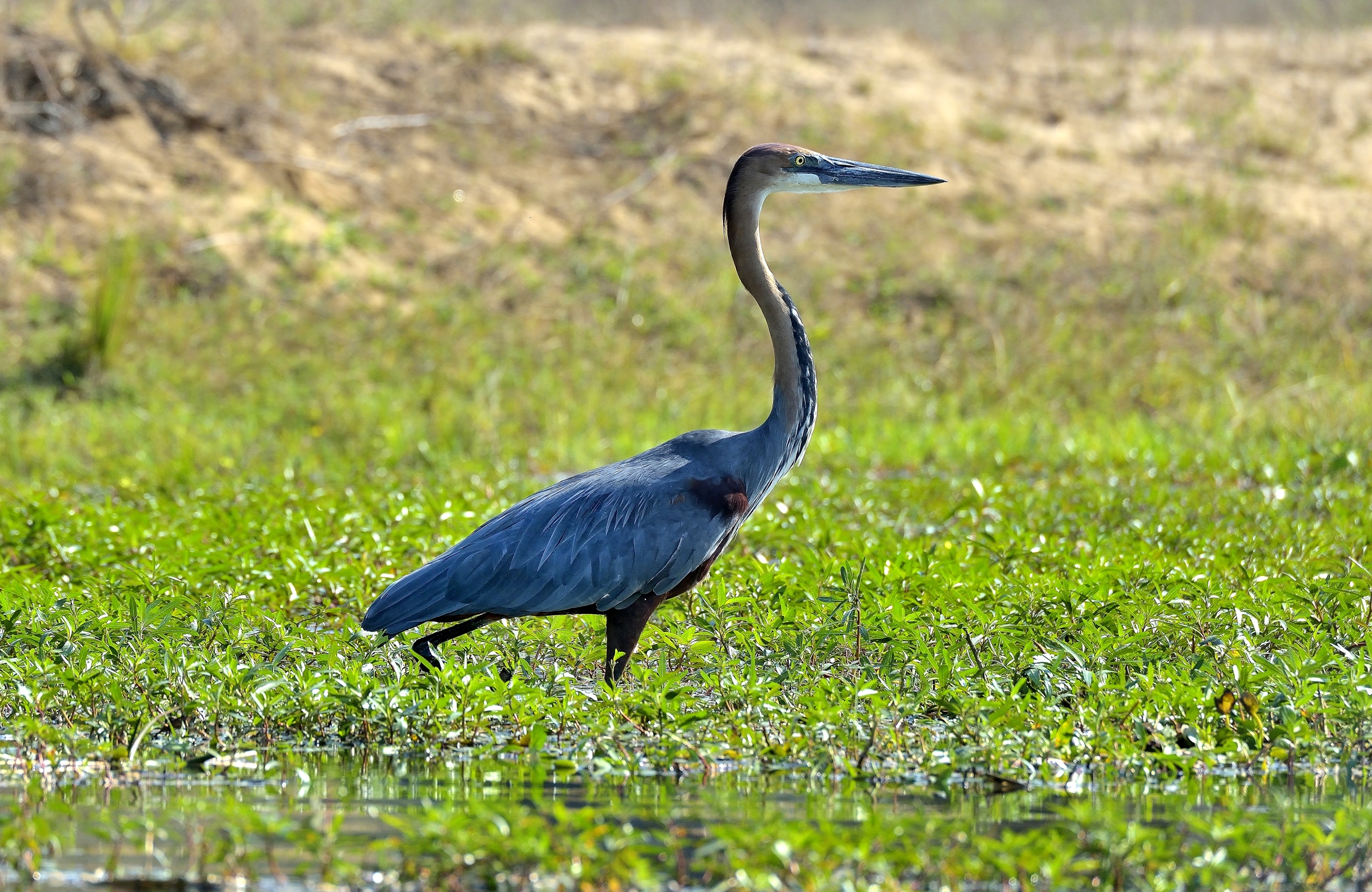 Zambia 2015 - Airone