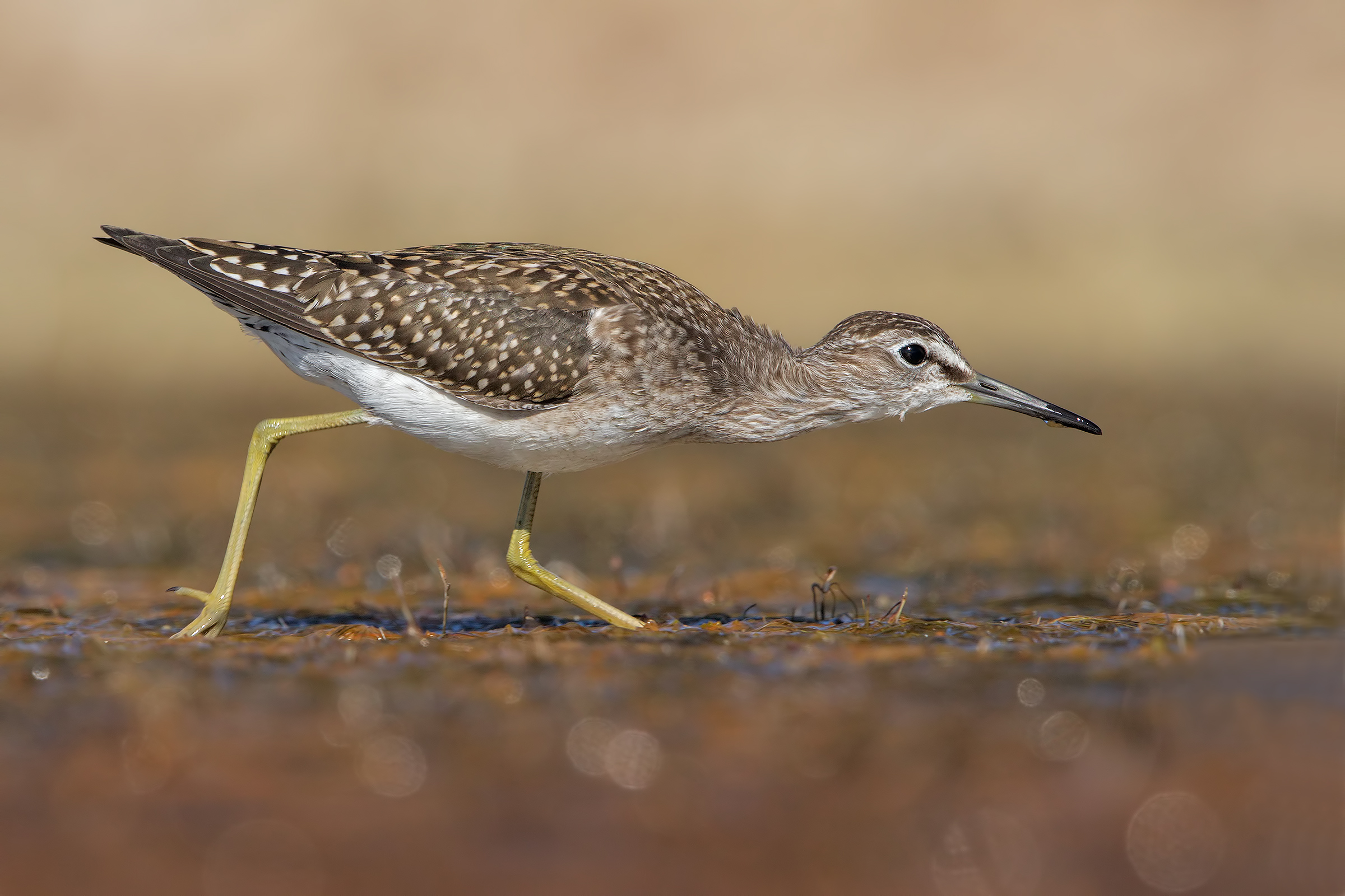 Passo felino ( Piro piro boschereccio )