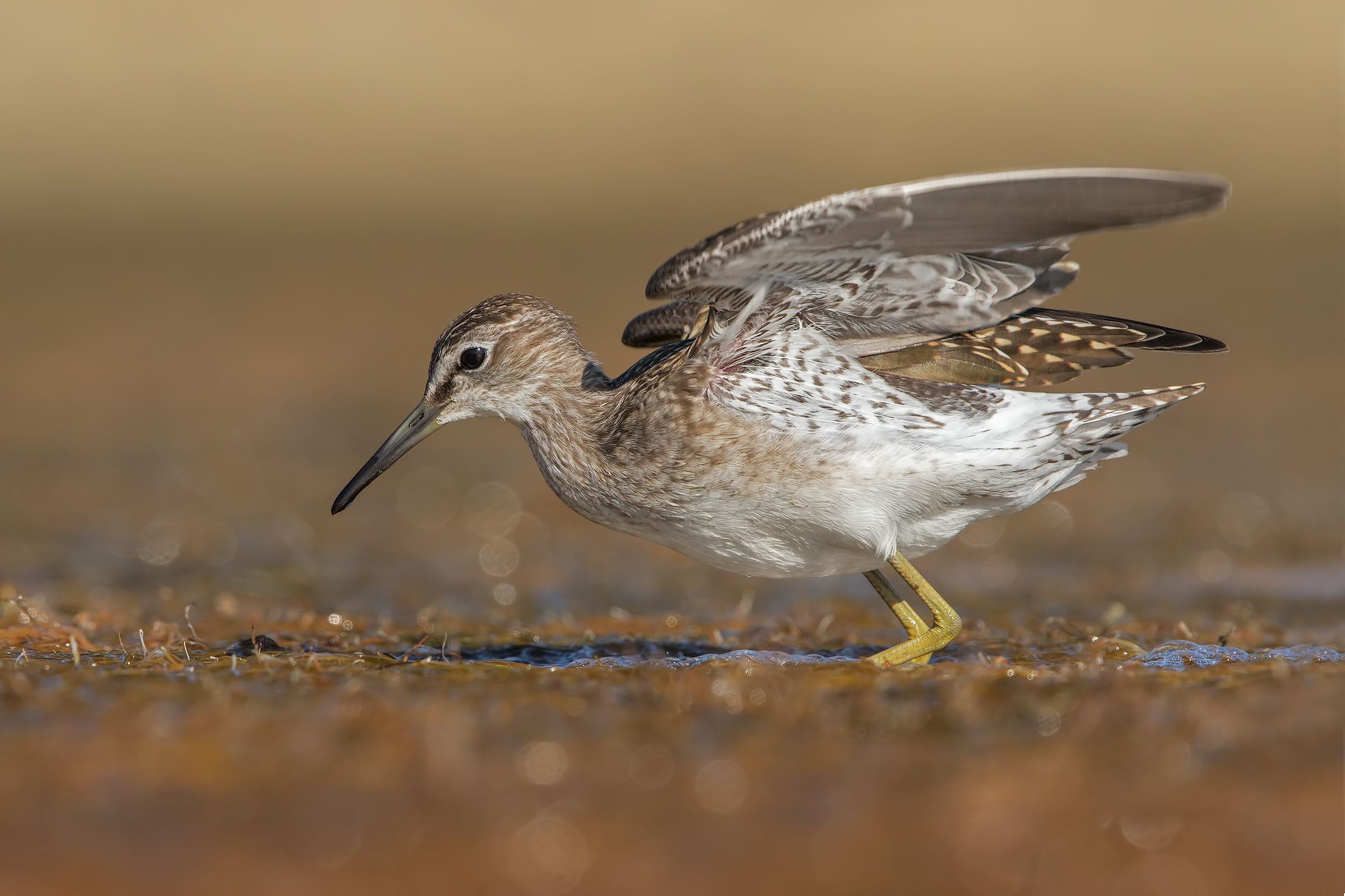 Piro piro boschereccio