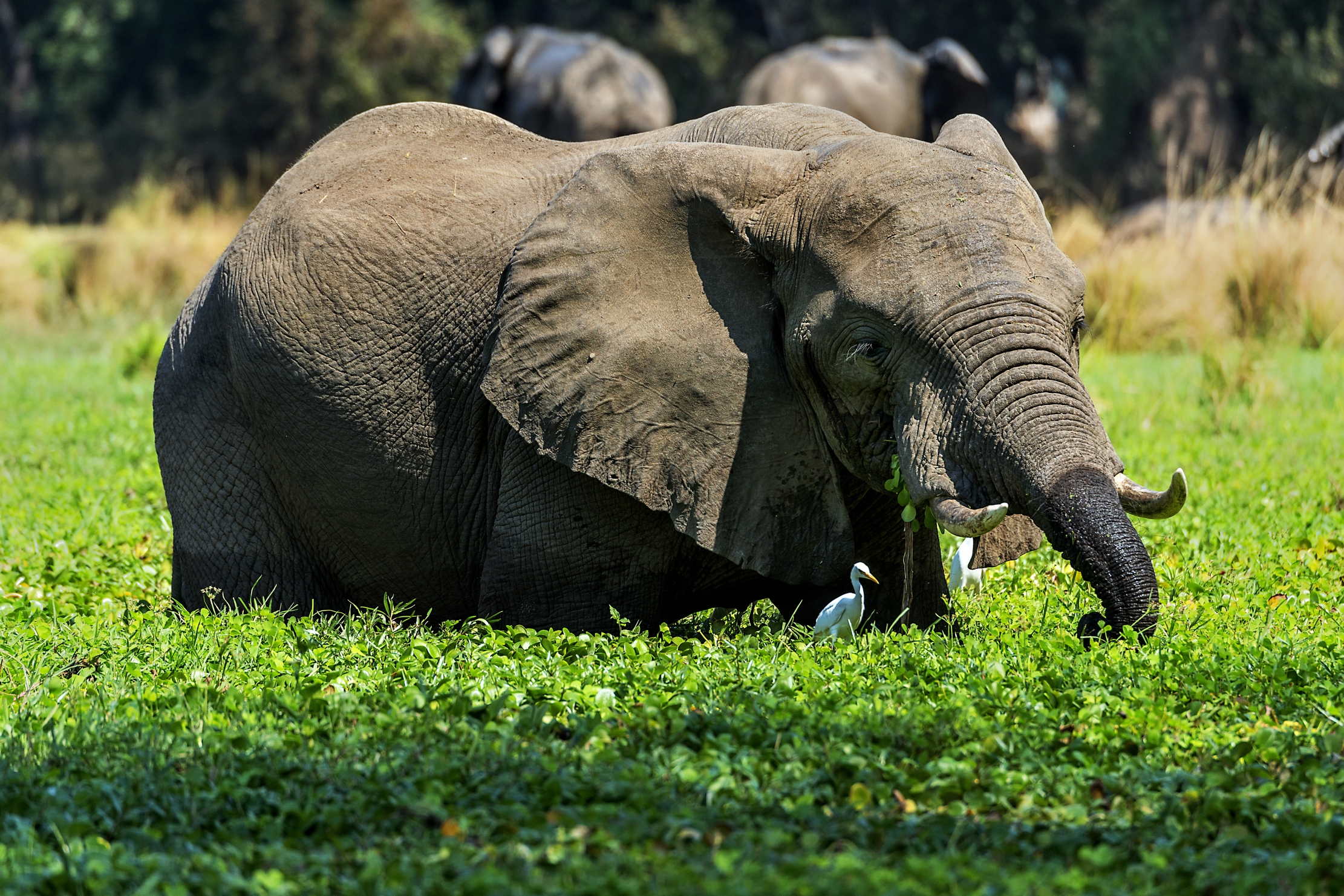 Zambia 2015 - Lover Zambesi paradaise