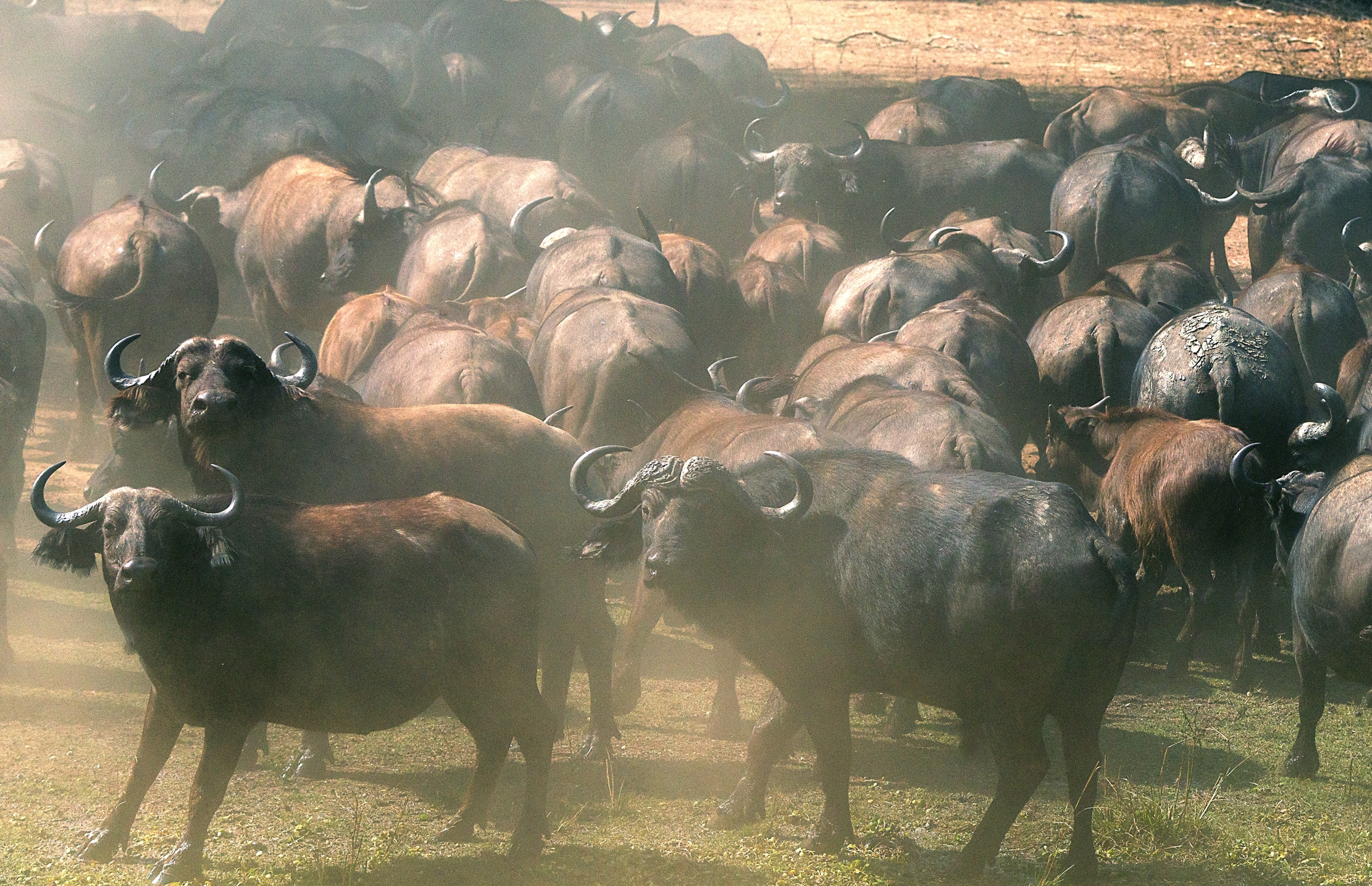 Zambia 2015 - Imbufaliti