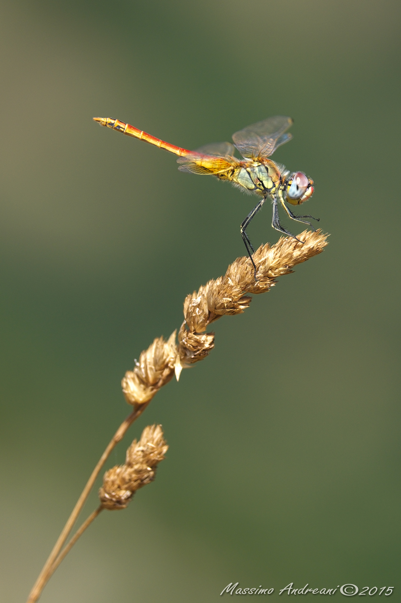 Libellula