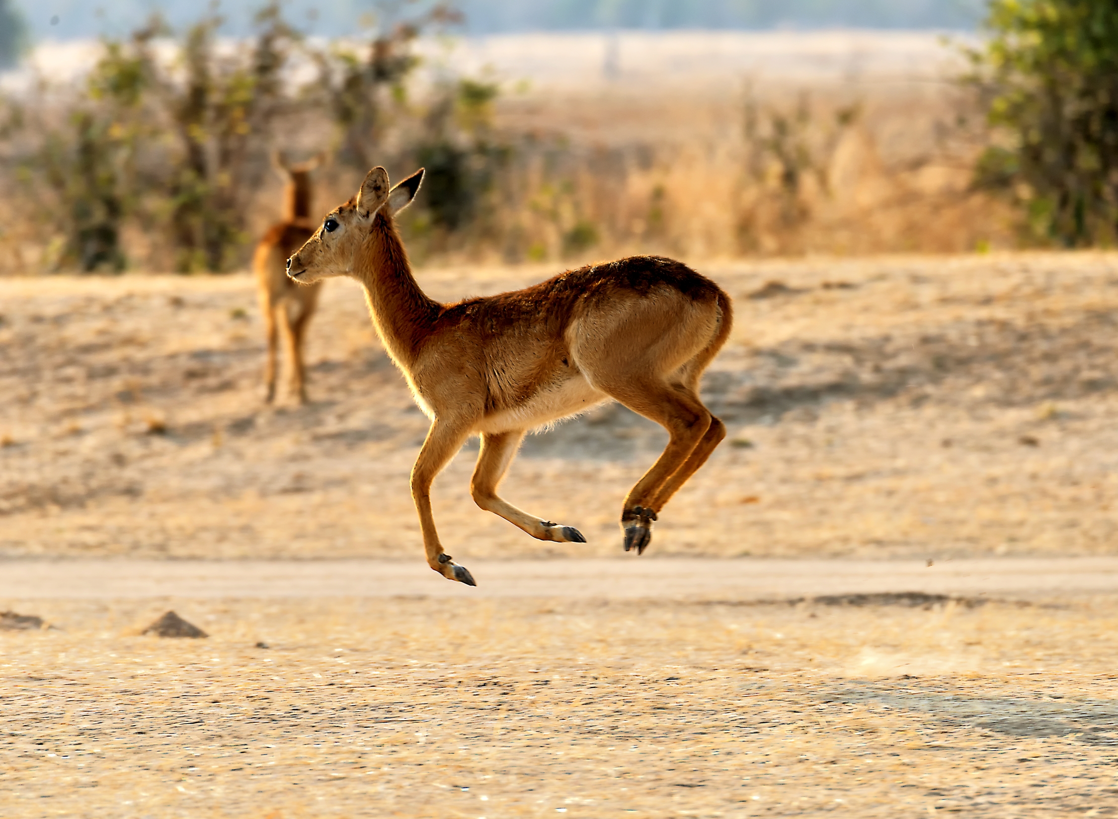 Zambia 2015 - Puku (in volo...)