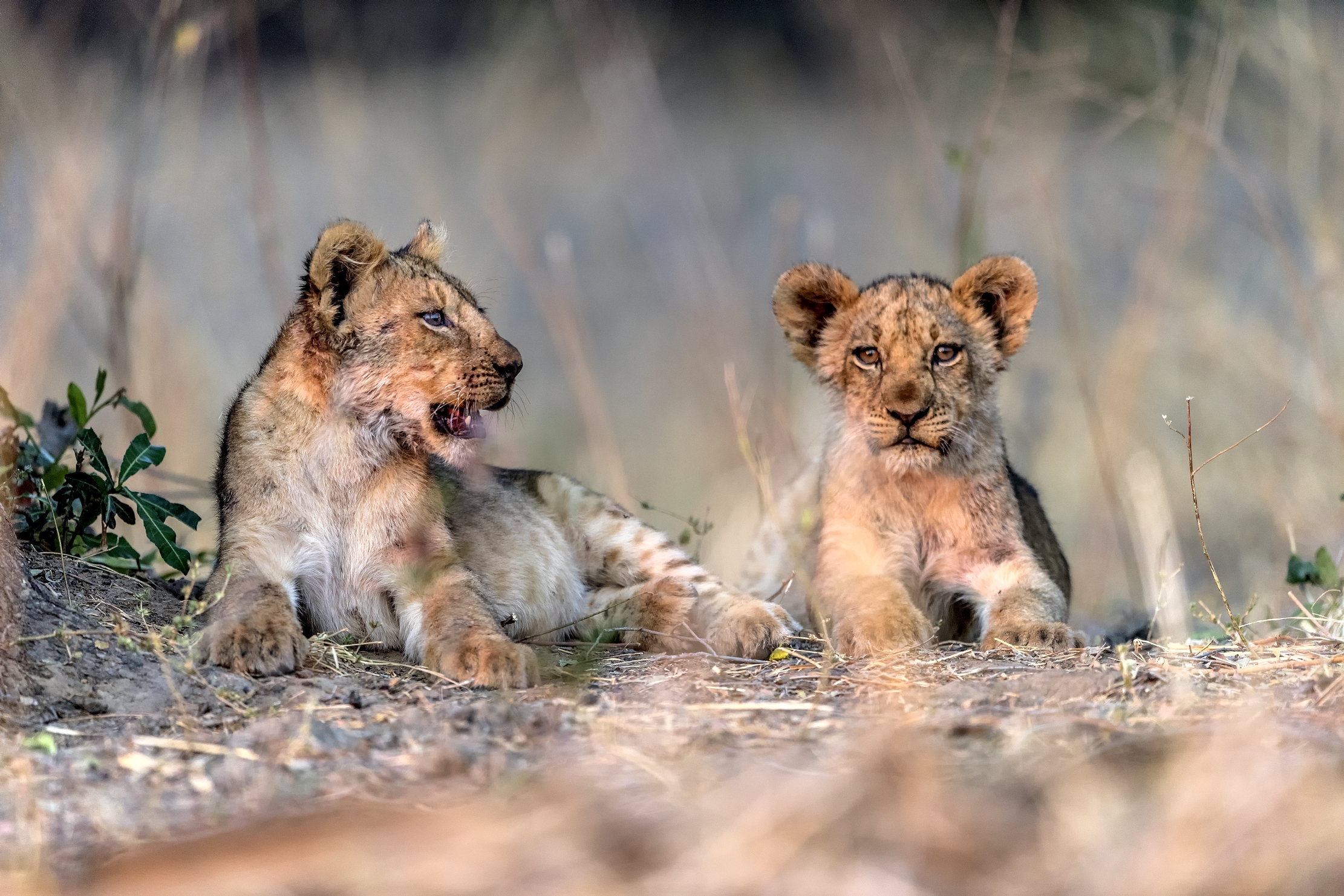 Zambia 2015 - Piccoletti...