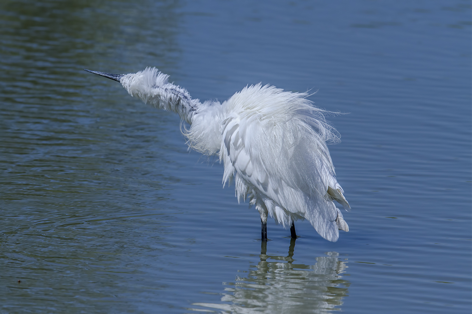 Egret