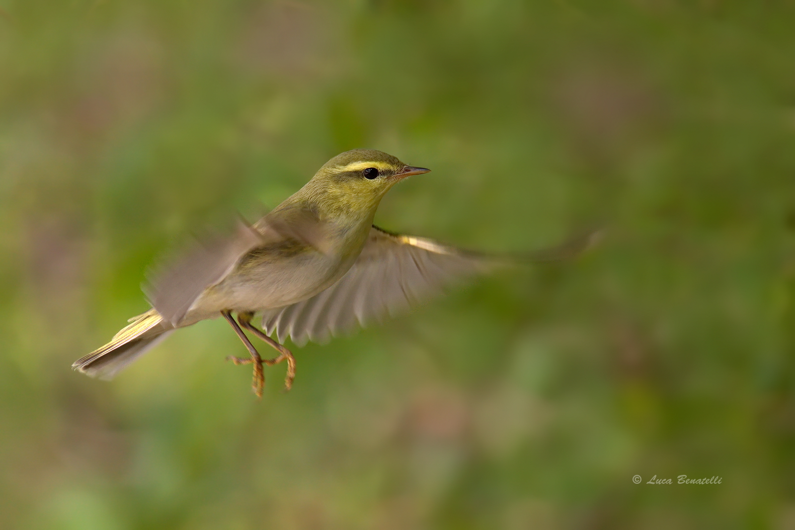 Wood warbler