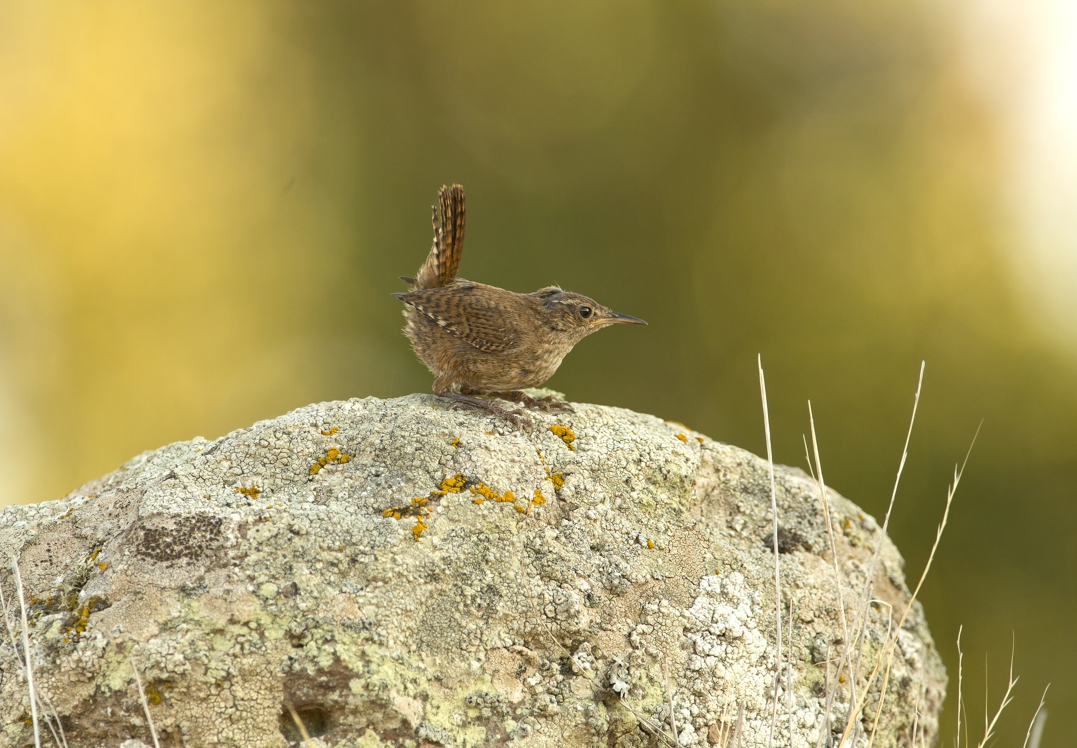 wowow...uno scricciolo (troglodytes troglodytes)