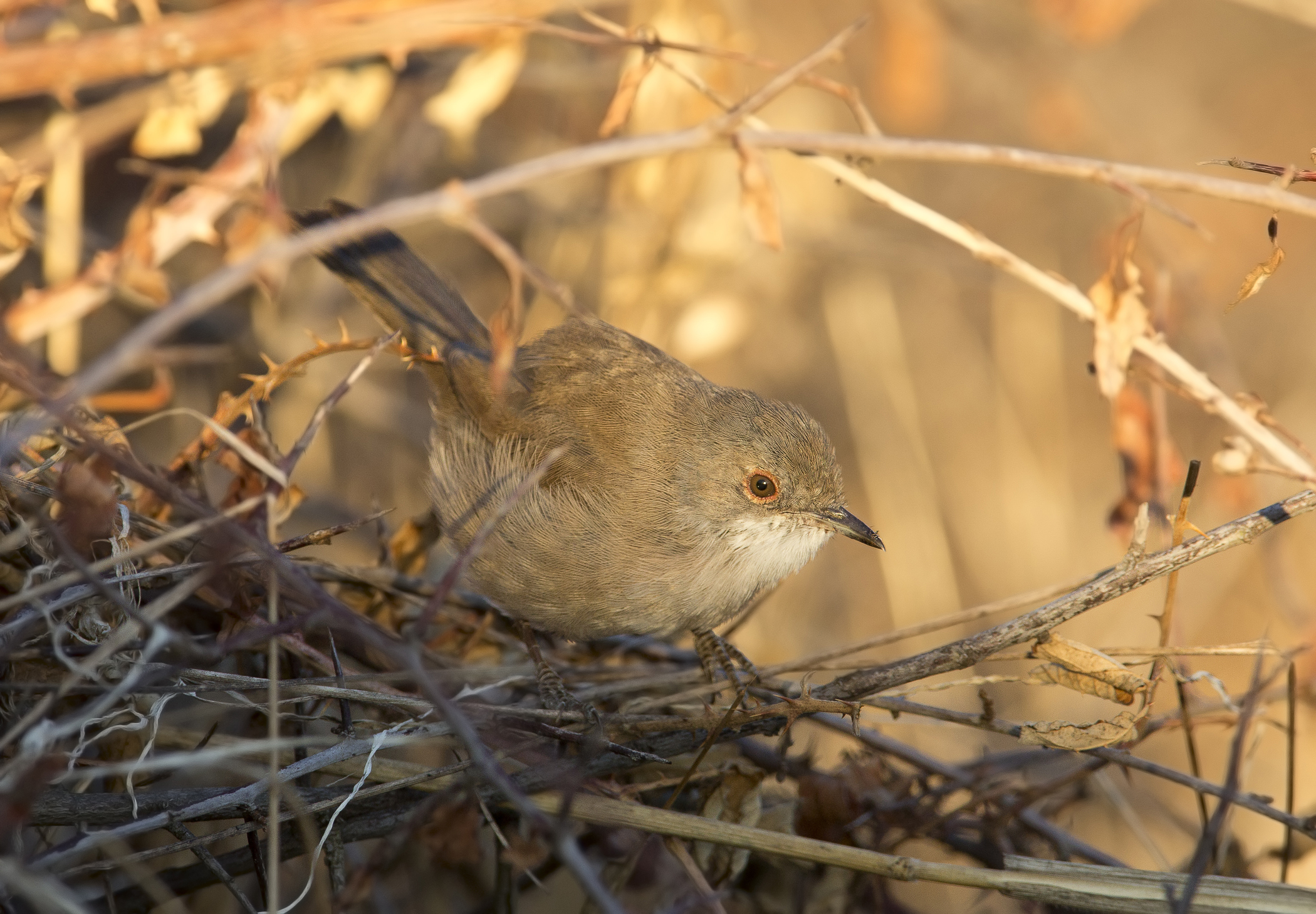 occhiocotto al tramonto