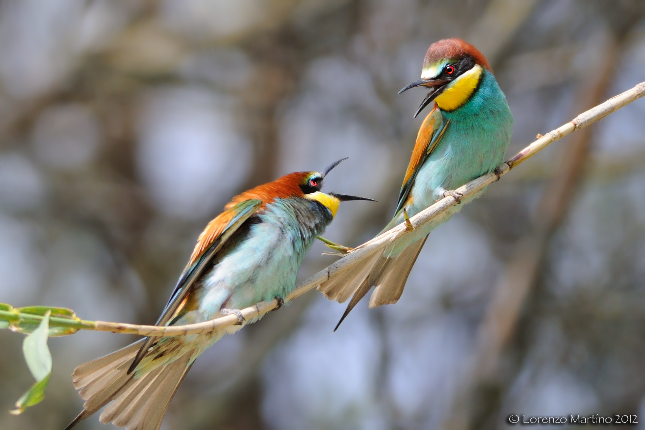 Eaters Nikon D90 300 AFS F4