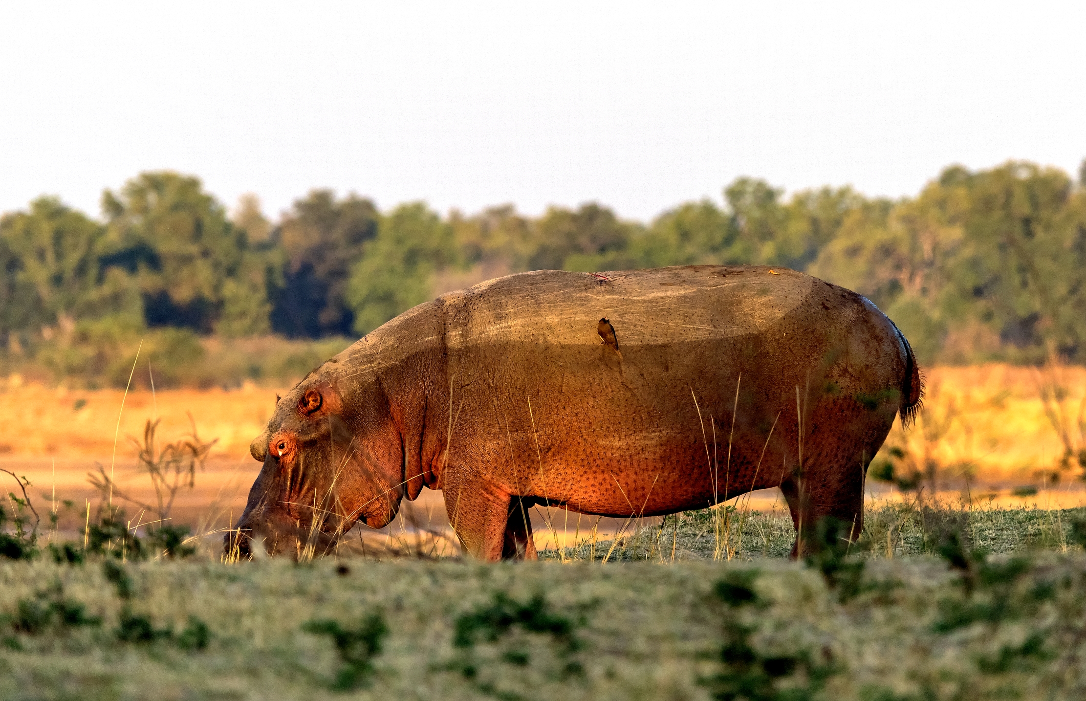 Zambia 2015 - silouette