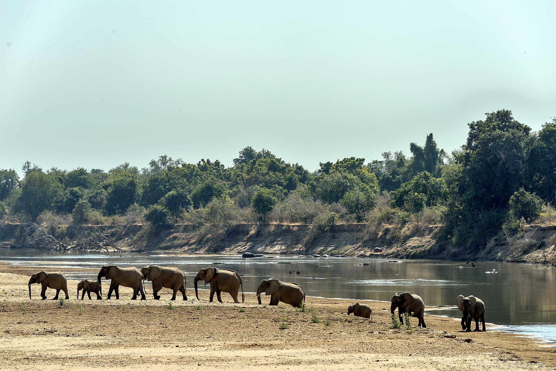 Zambia 2015 - Infila sul Luangwa