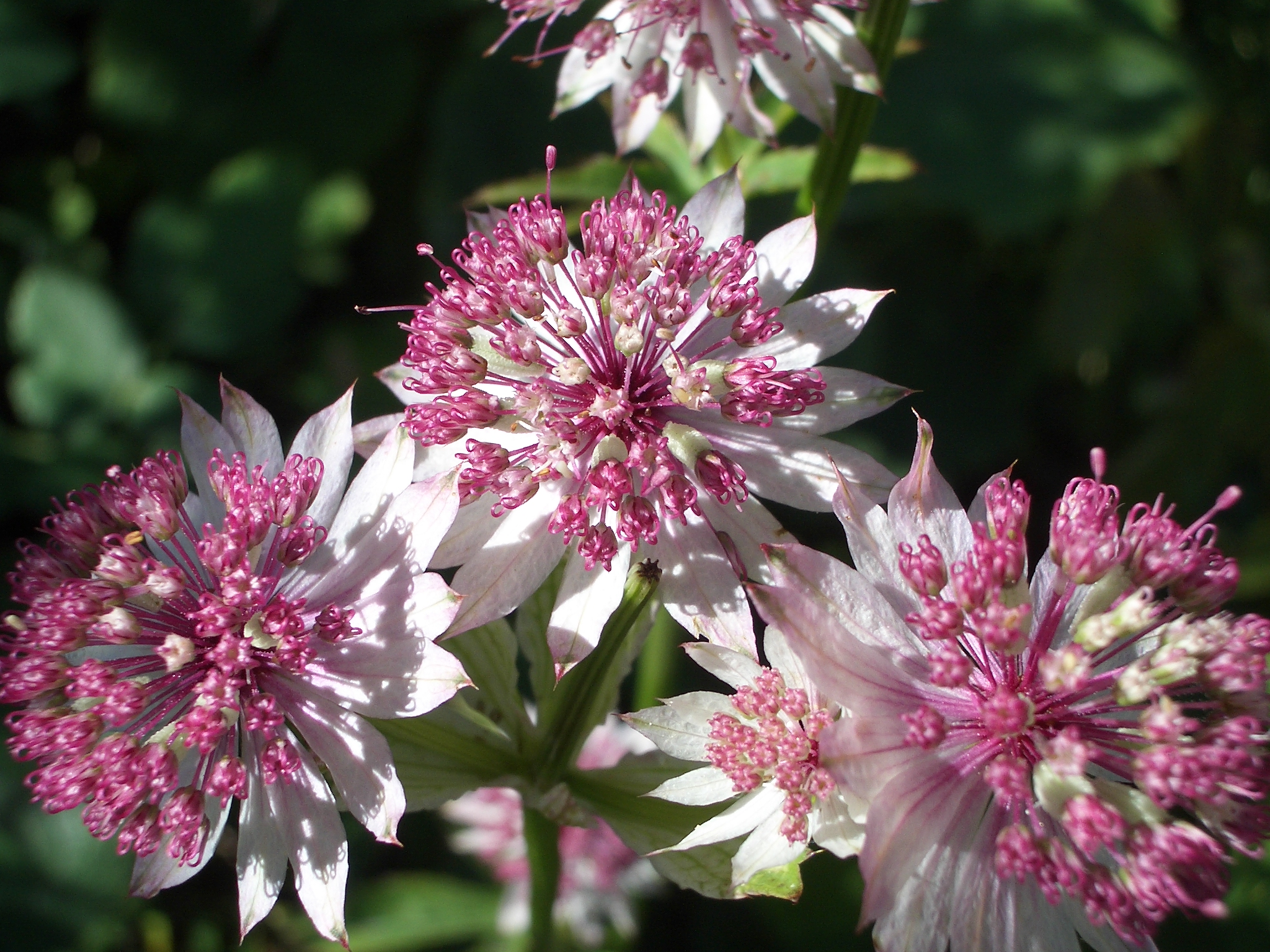 Astrantia major (Umbelliferae)