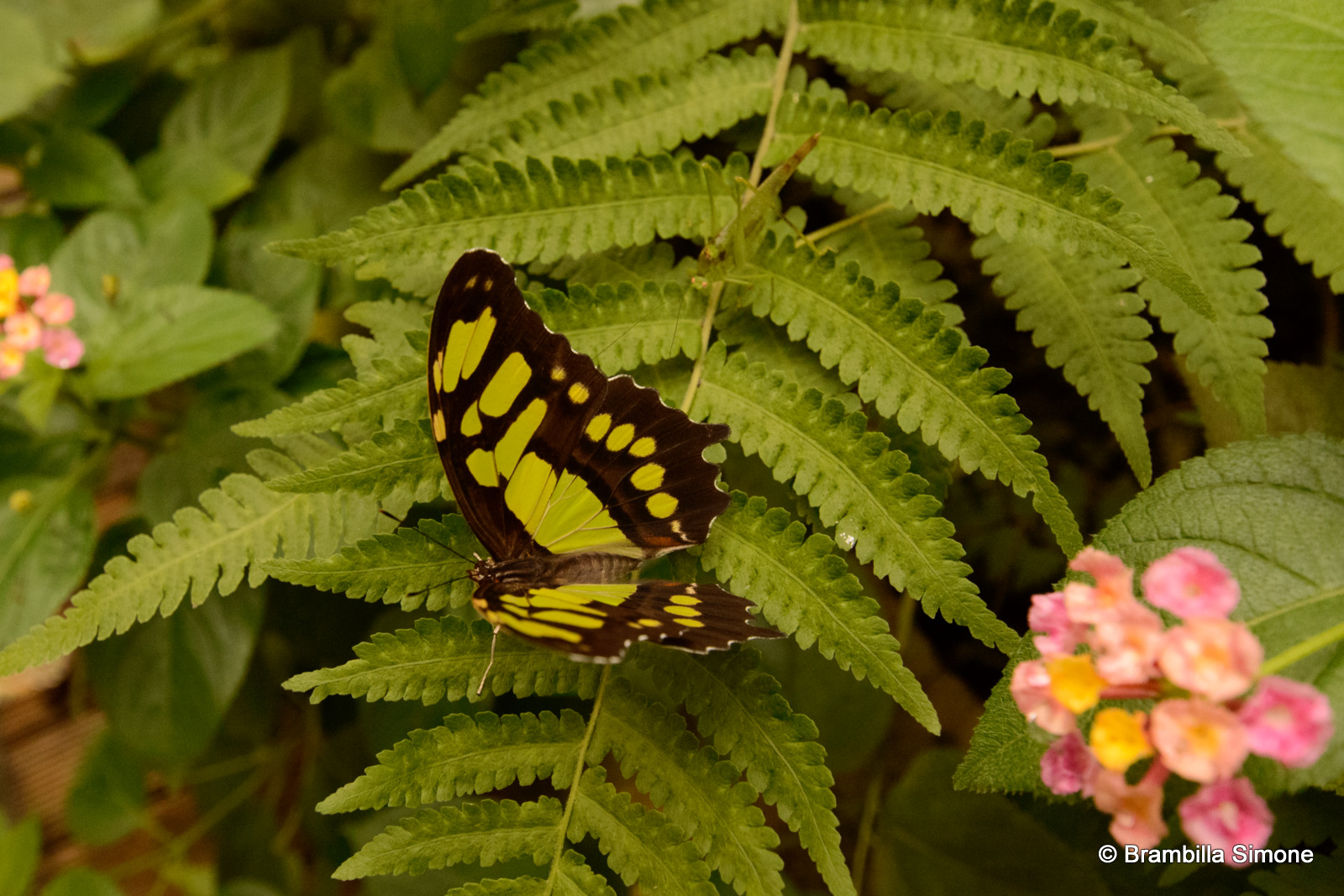 Farfalla e cavalletta in convivenza perfetta