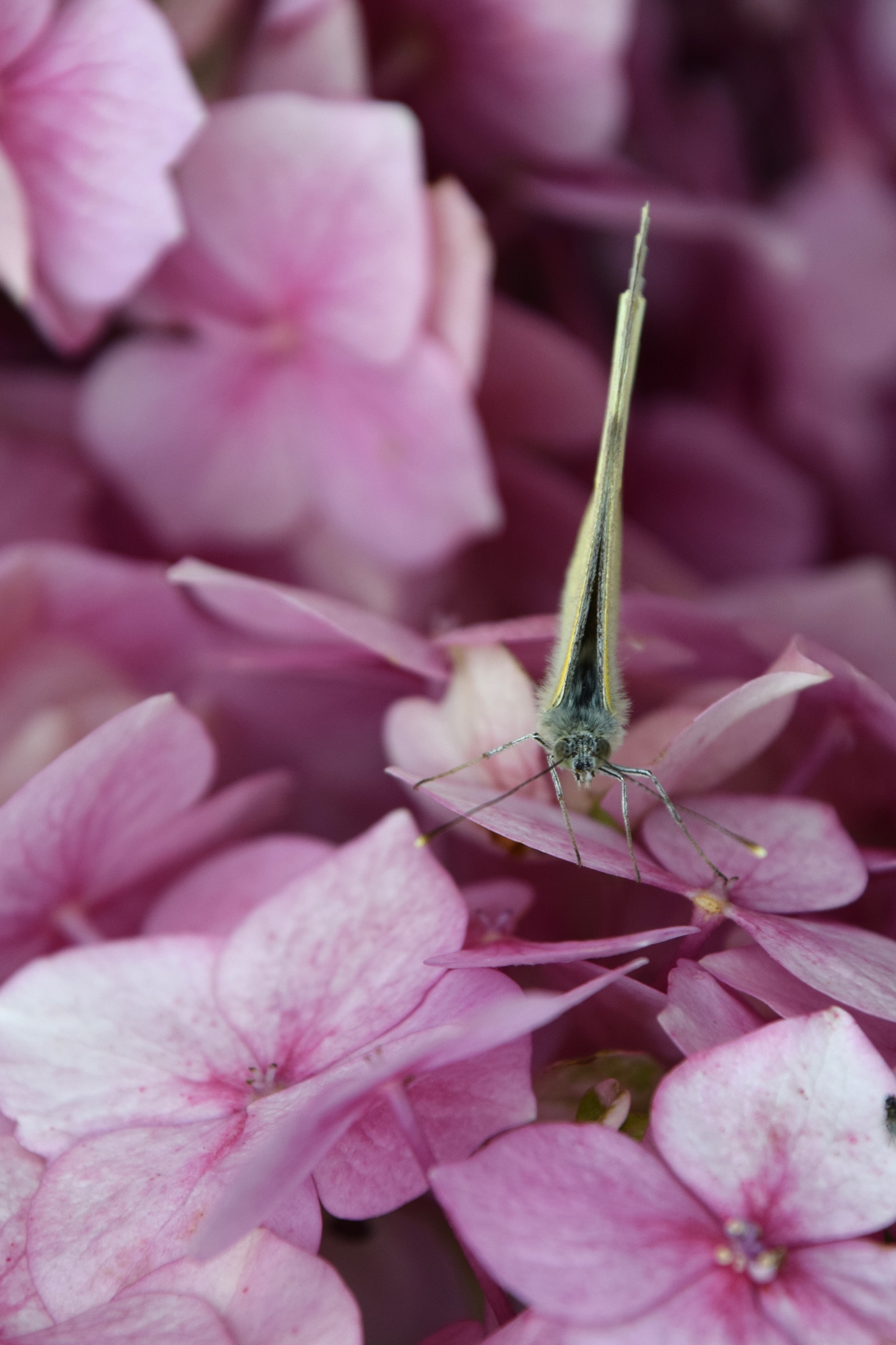 Butterfly on Hydrangea