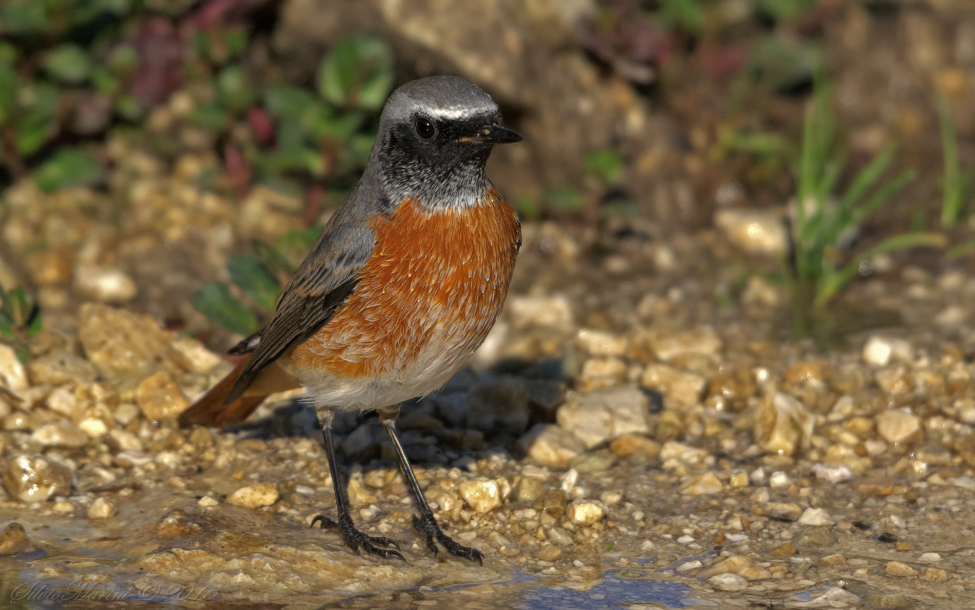 Redstart (Phoenicurus phoenicurus)