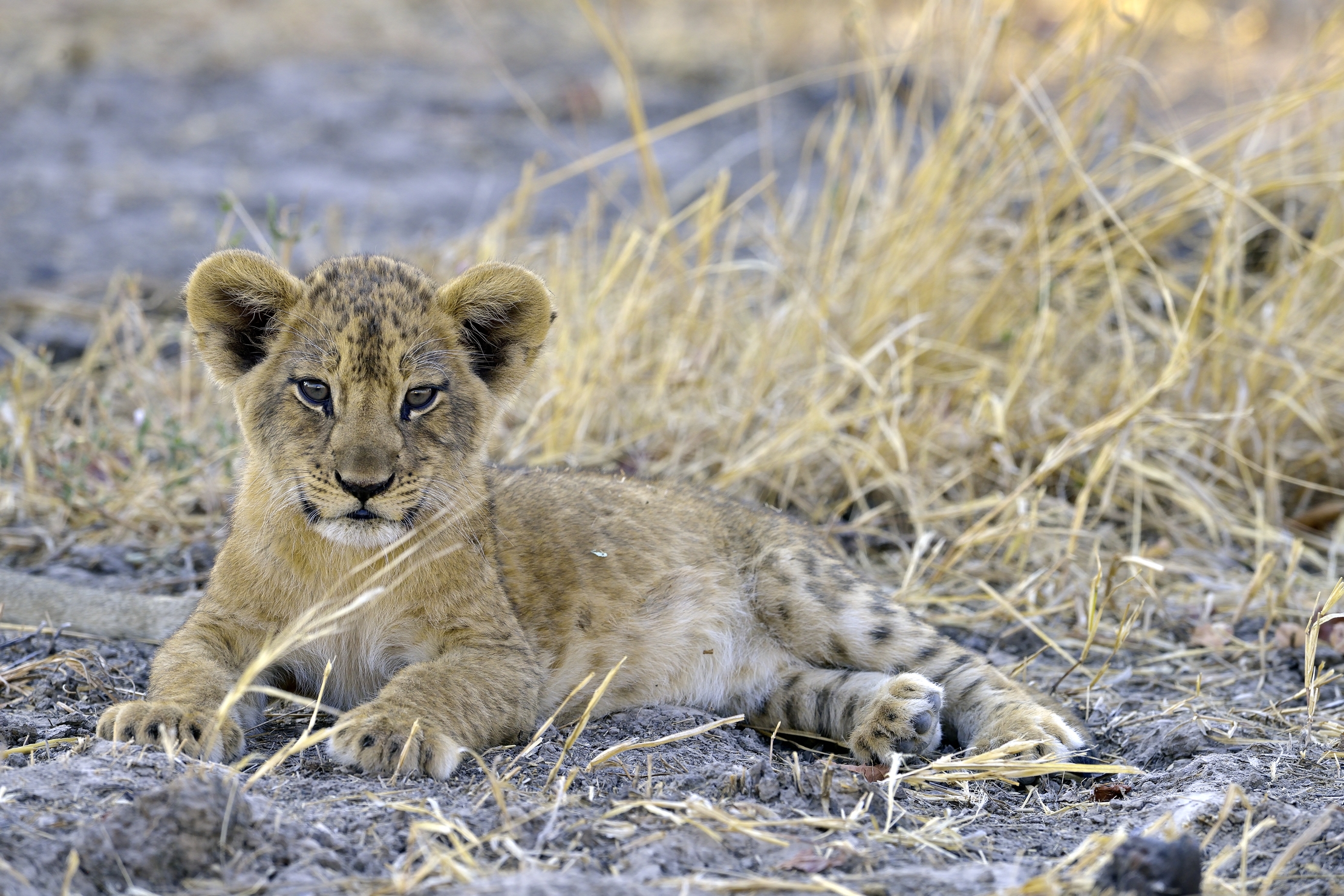 Zambia 2015 - Sguardo