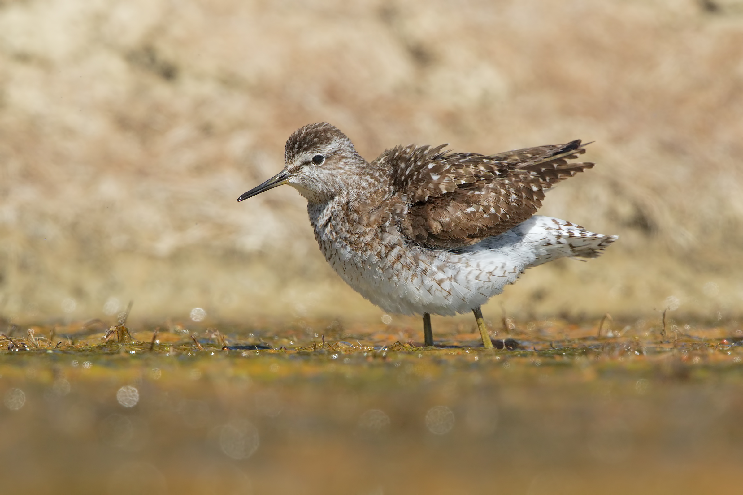 Piro piro boschereccio