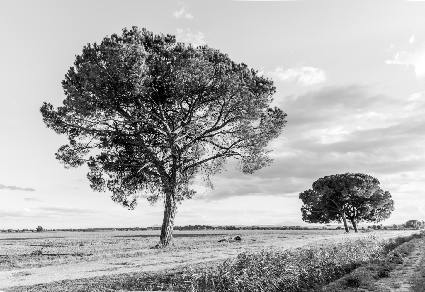 The pines in the Val di Chiana, Cortona