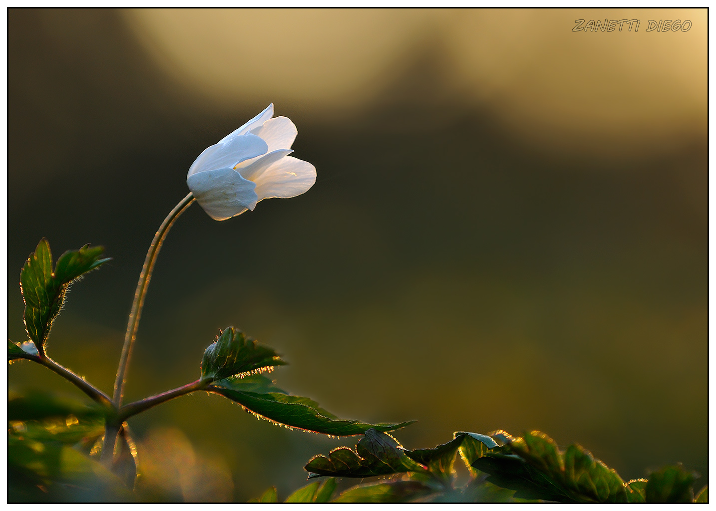 Anemone nemorosa