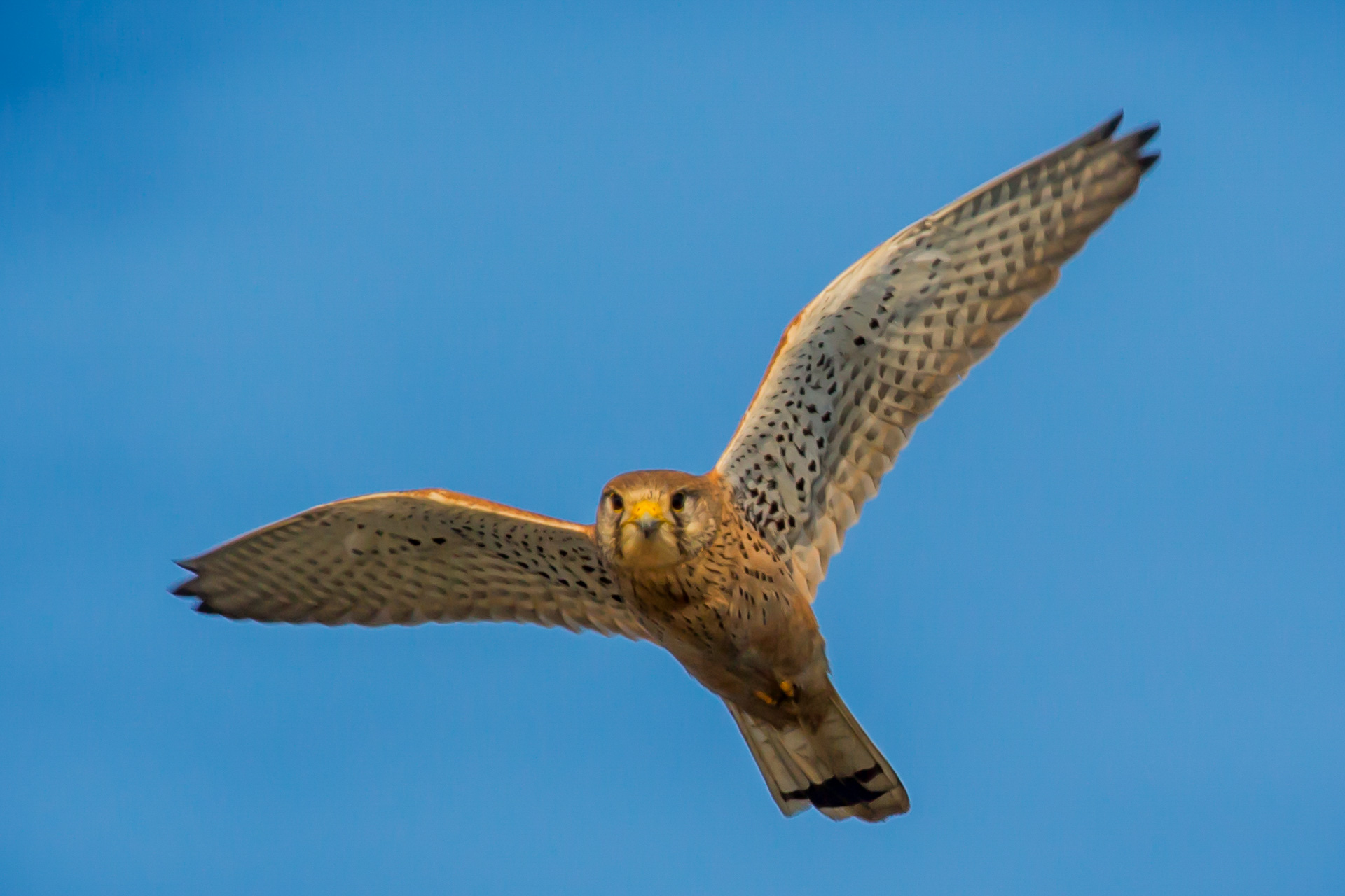 kestrel in flight