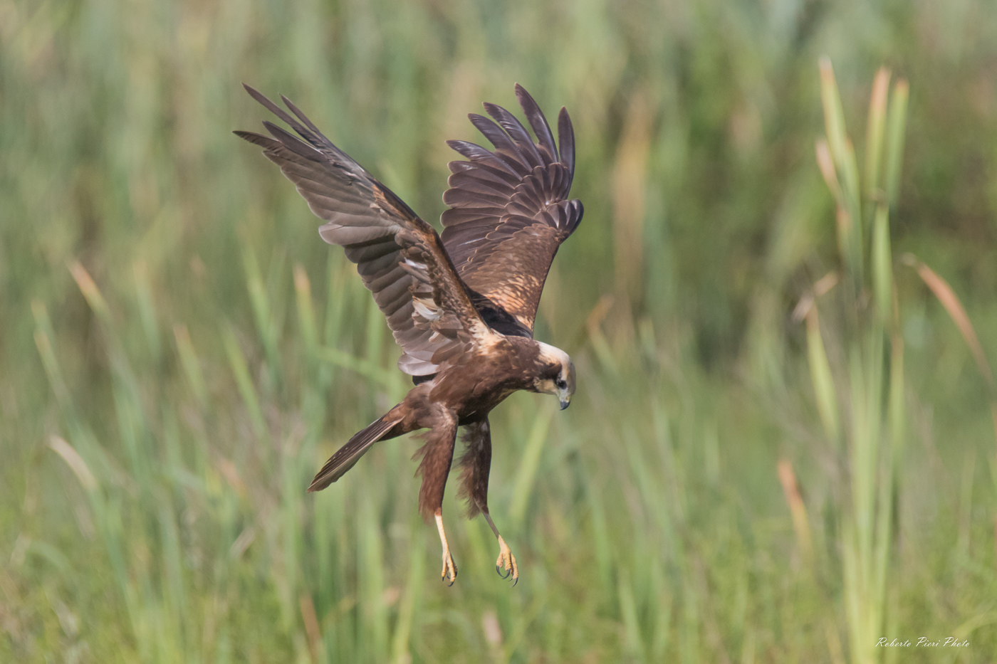 marsh harrier