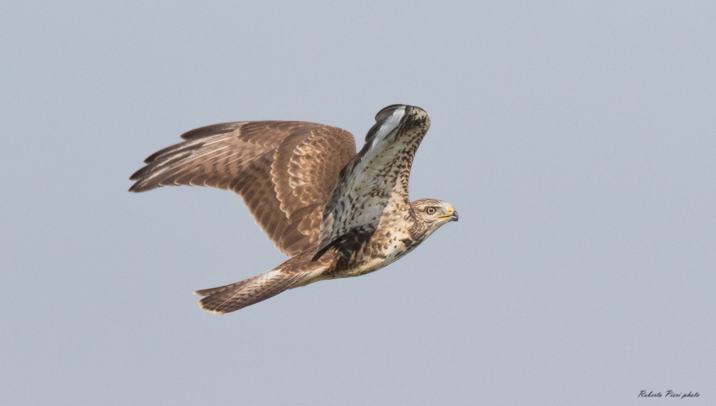 buzzard