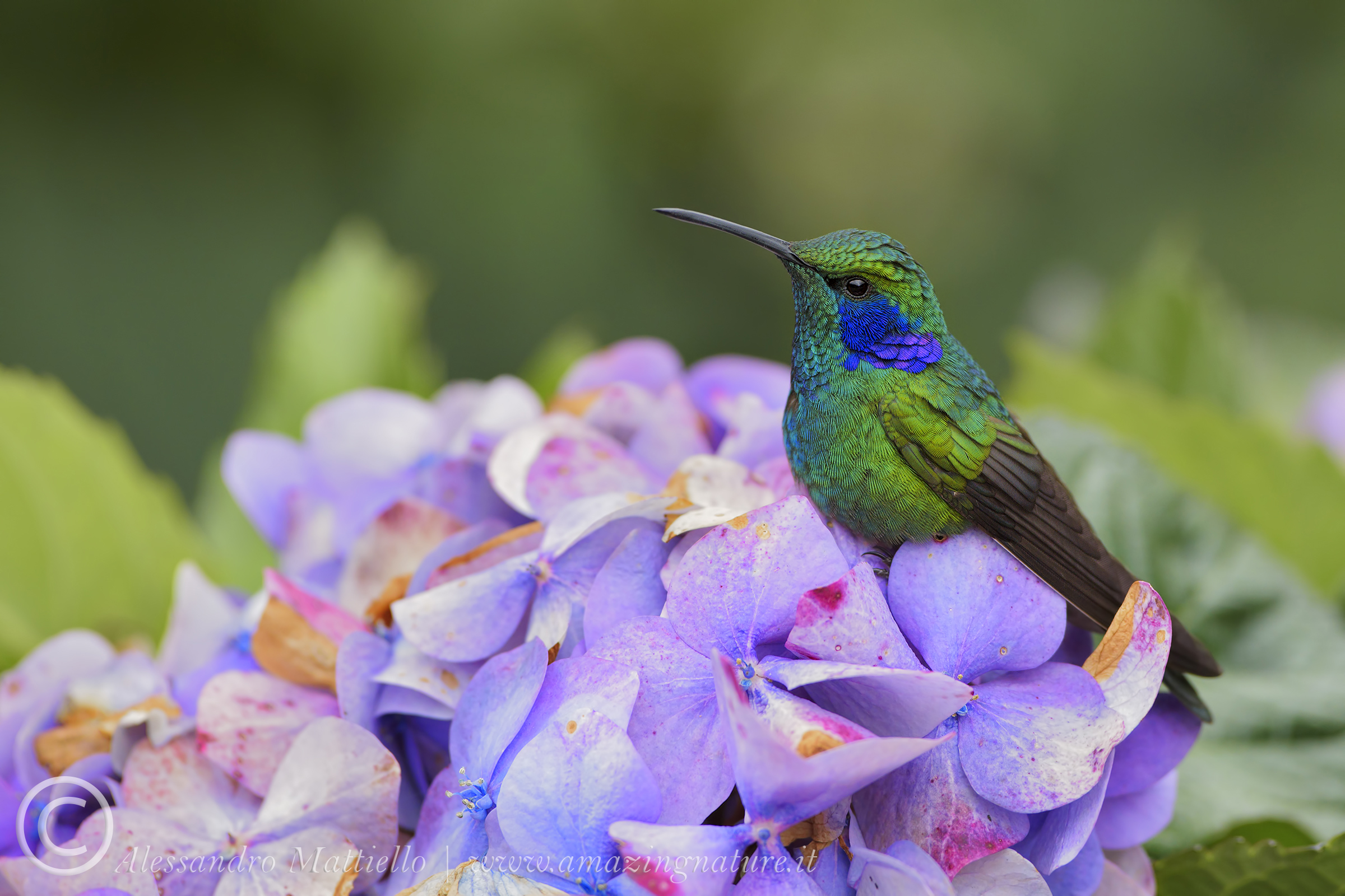 The colors of the Savegre