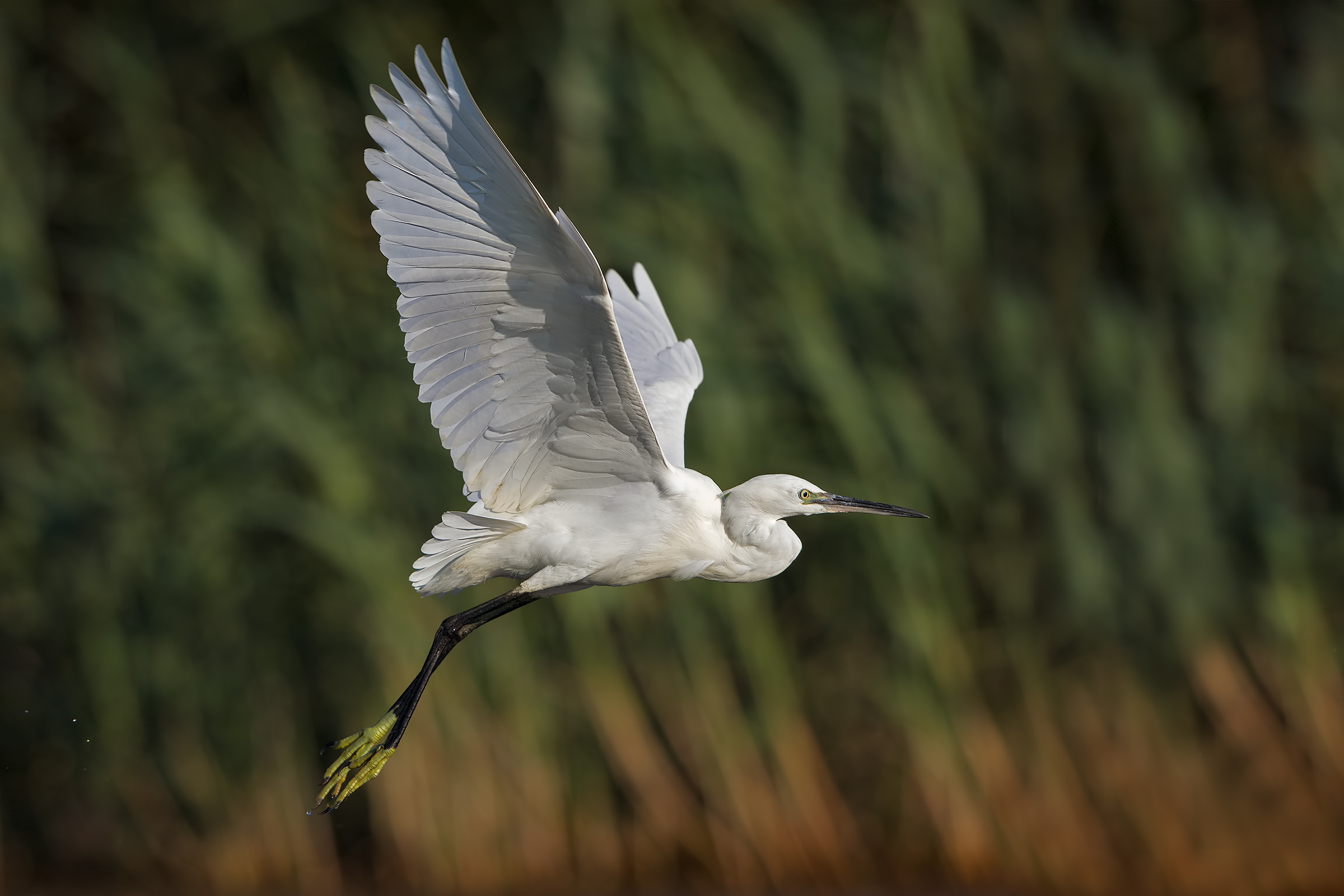 Un " banale " scatto di una garzetta in volo