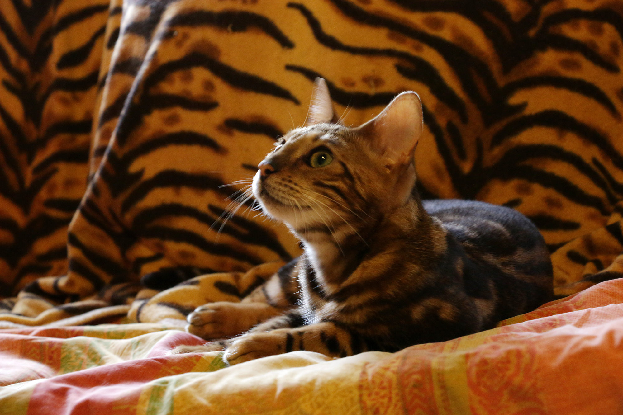 Zanzibar - Bengal Cat Marble