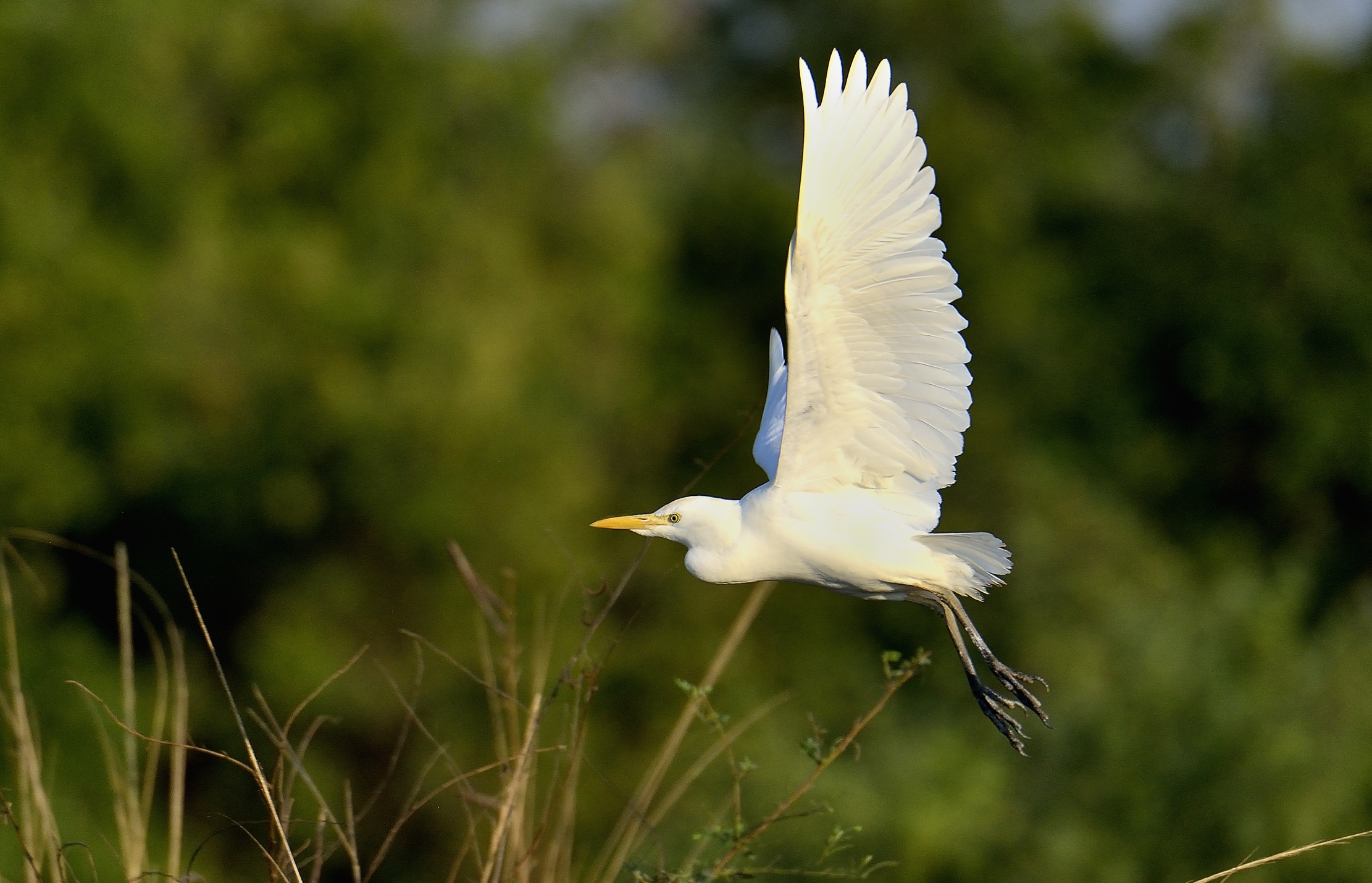 Zambia 2015 - Garzetta