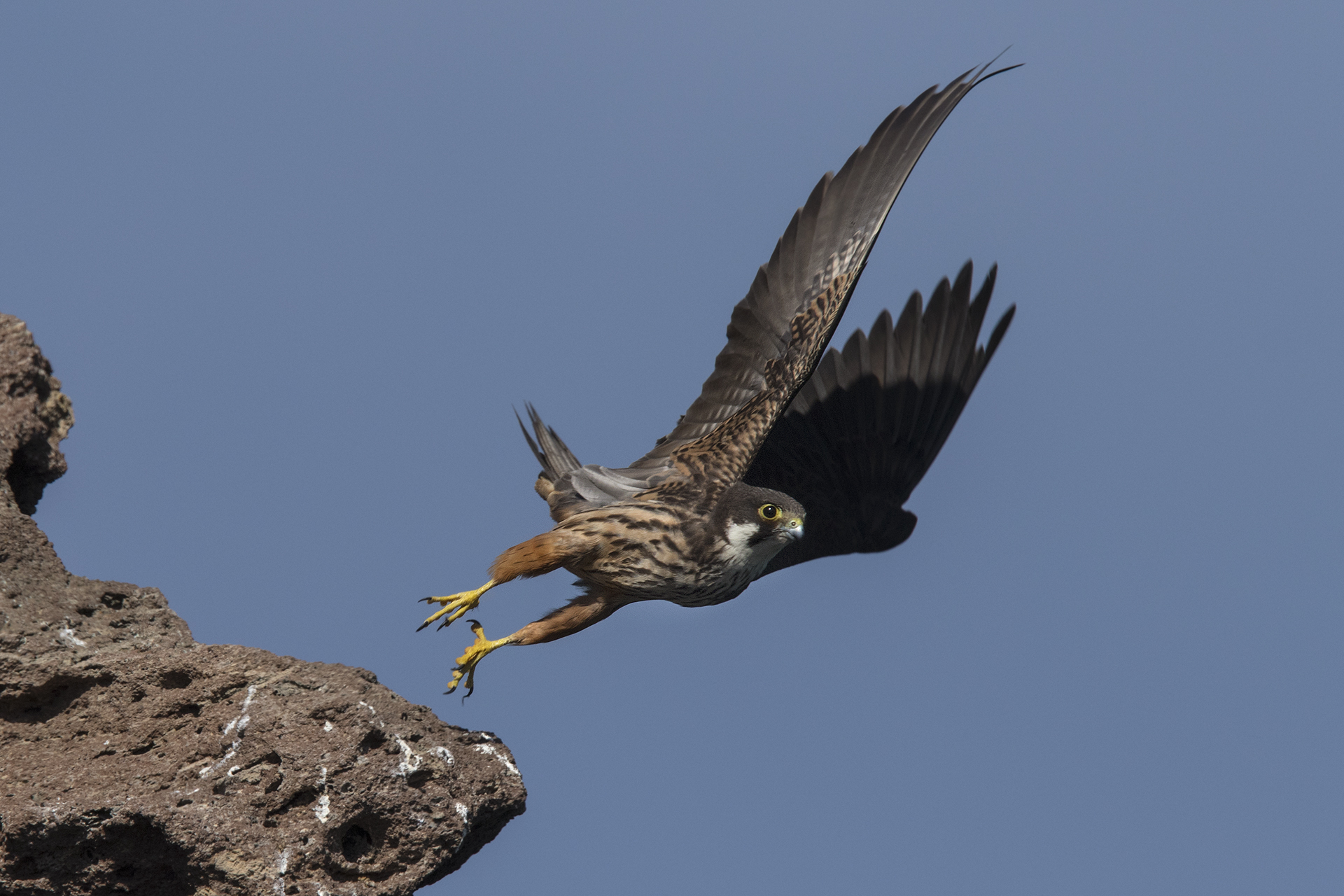 Falco della regina Maschio spicca il volo dal posatoio