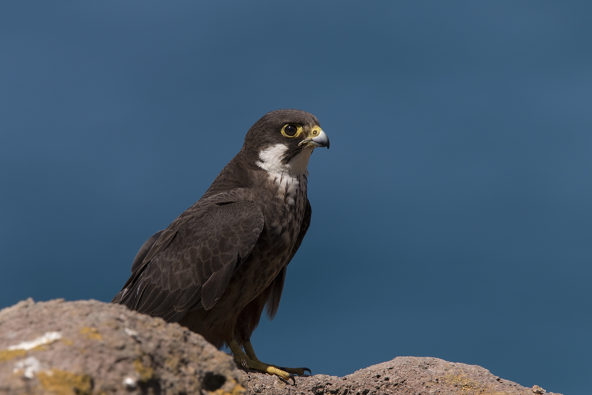Falco della regina Maschio