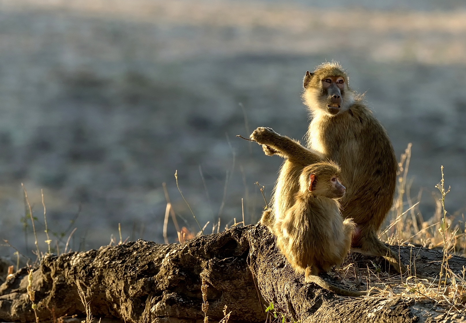 Zambia 2015 - In controluce