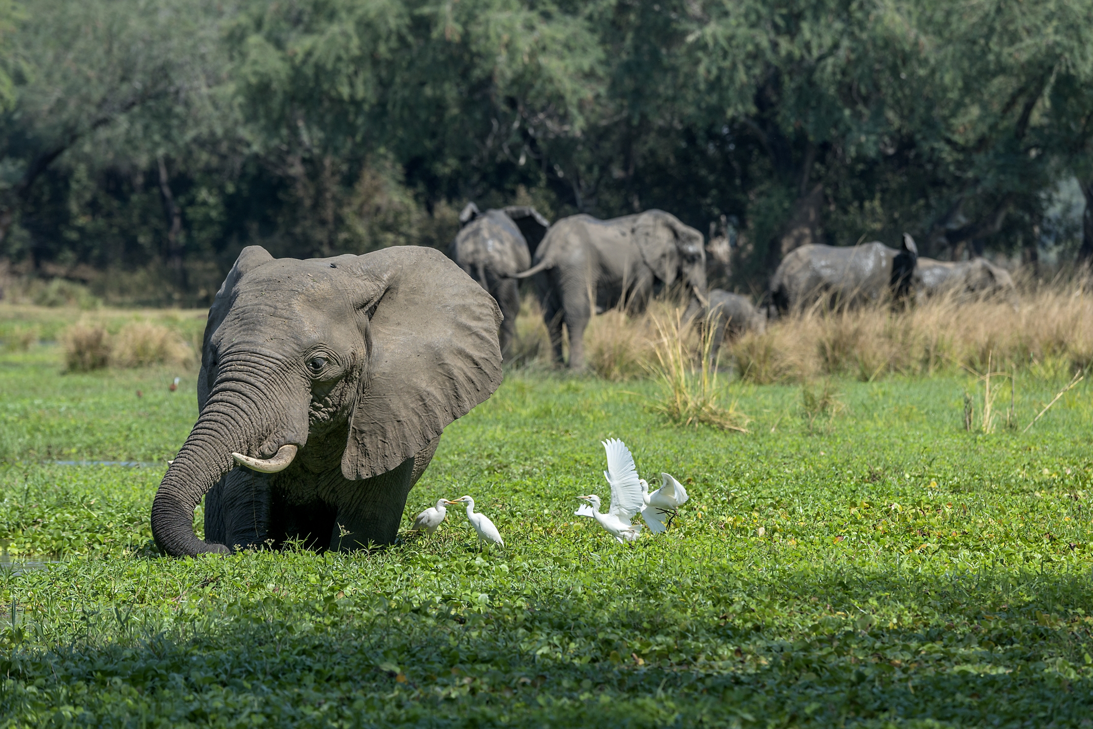 Zambia 2015 - Lover zambesi pradise