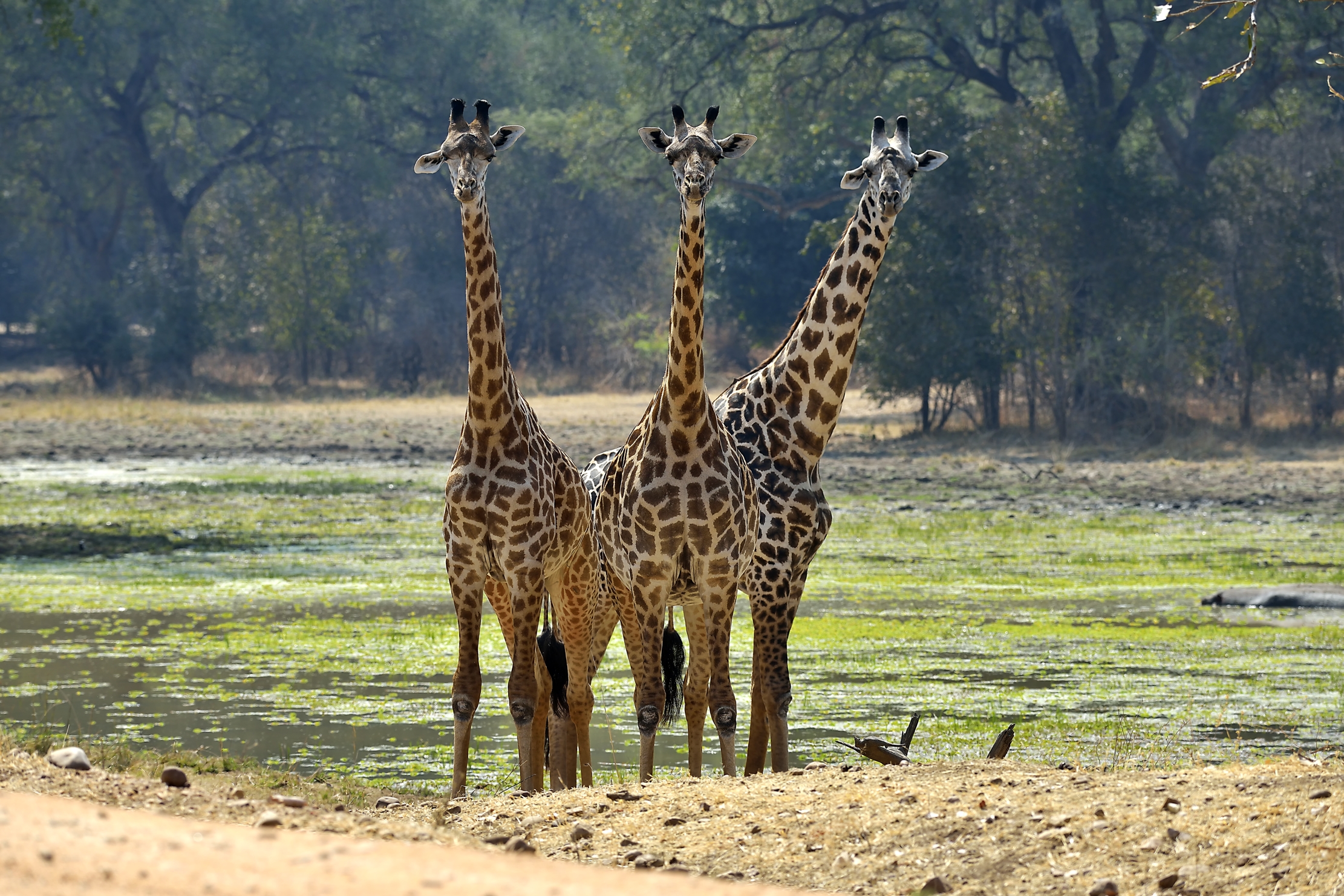 Zambia 2015 - Il terzetto