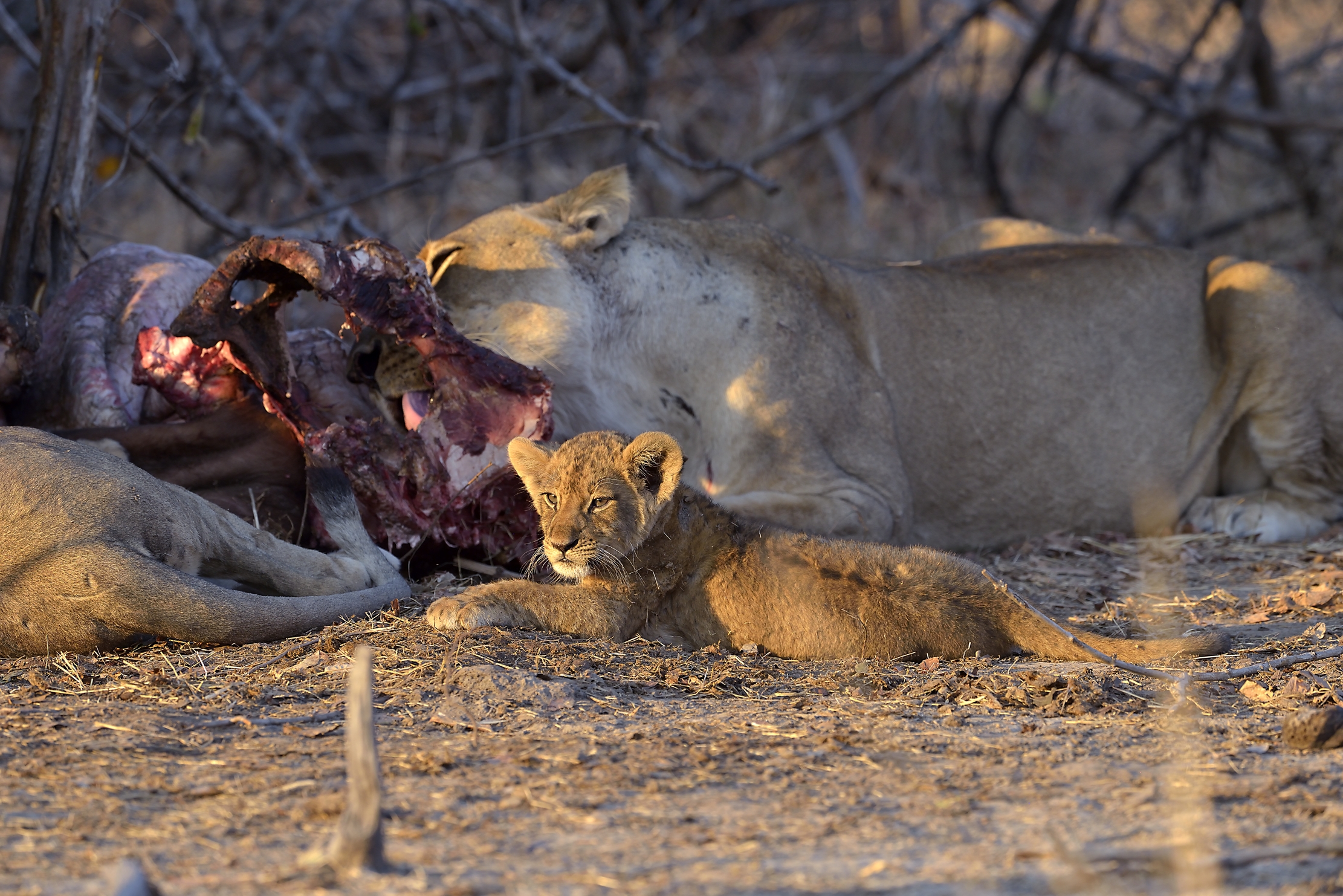 Zambia 2015 - ...Ebbene si!!...