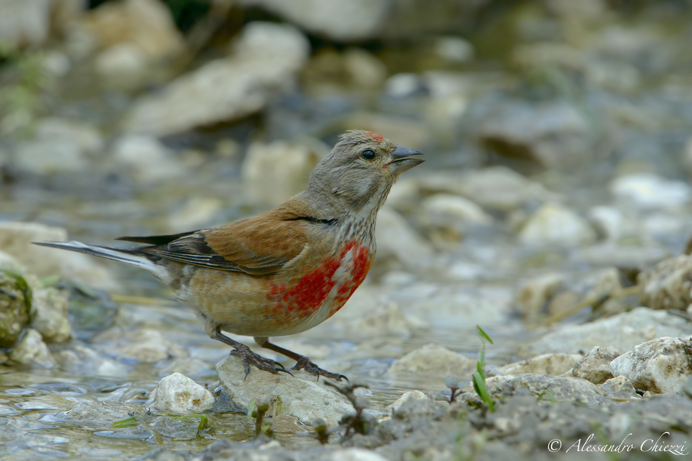 The linnet