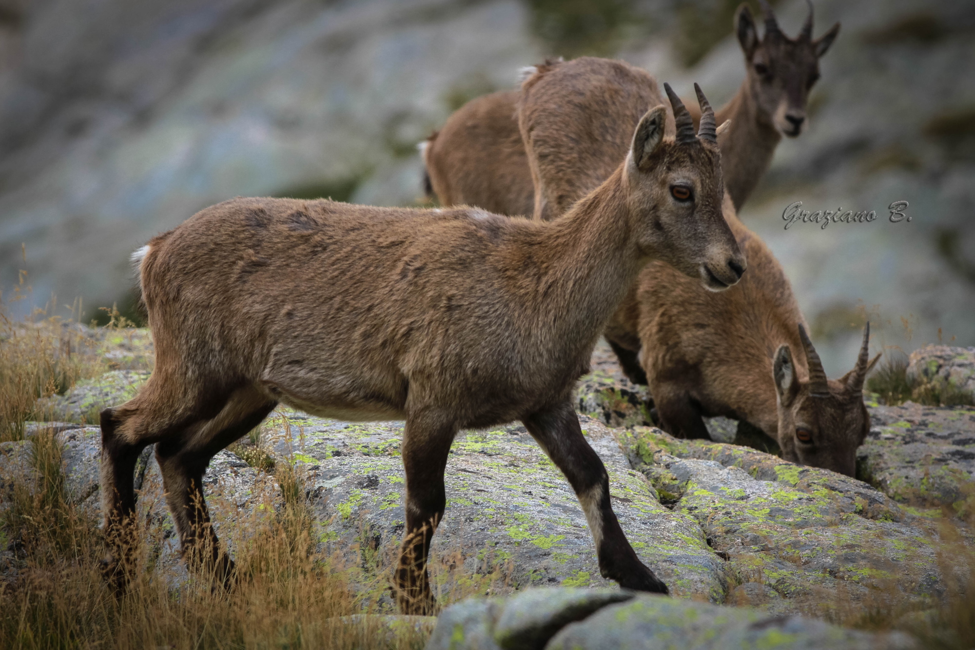 Three Young Ibex