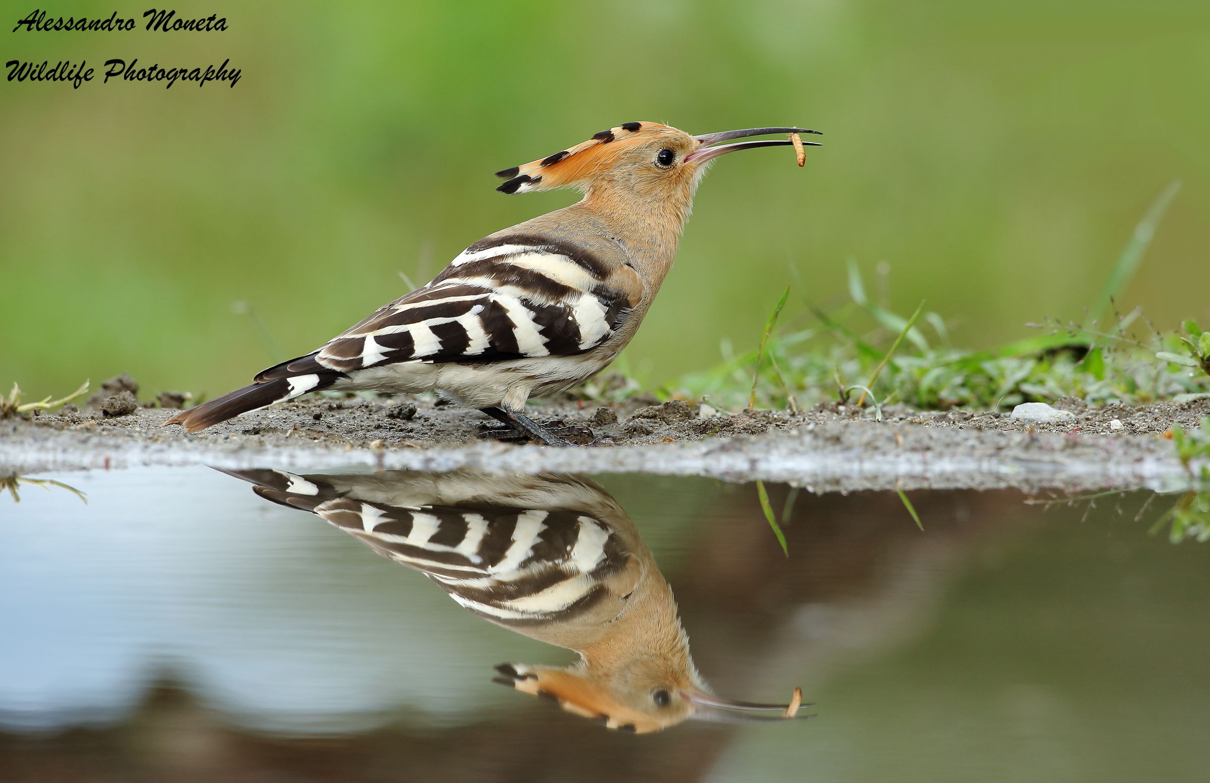Specchio delle mie brame chi e' la più bella del ...