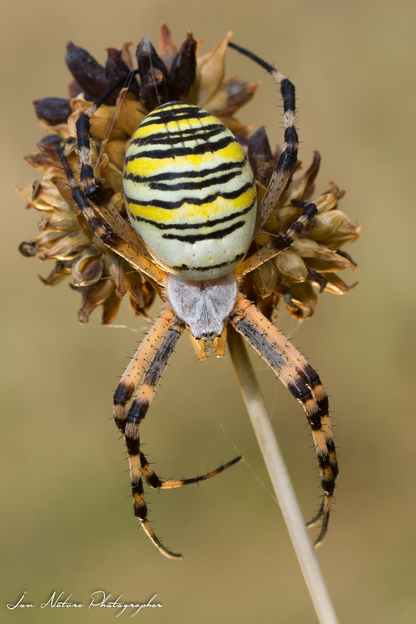Argiope femmina